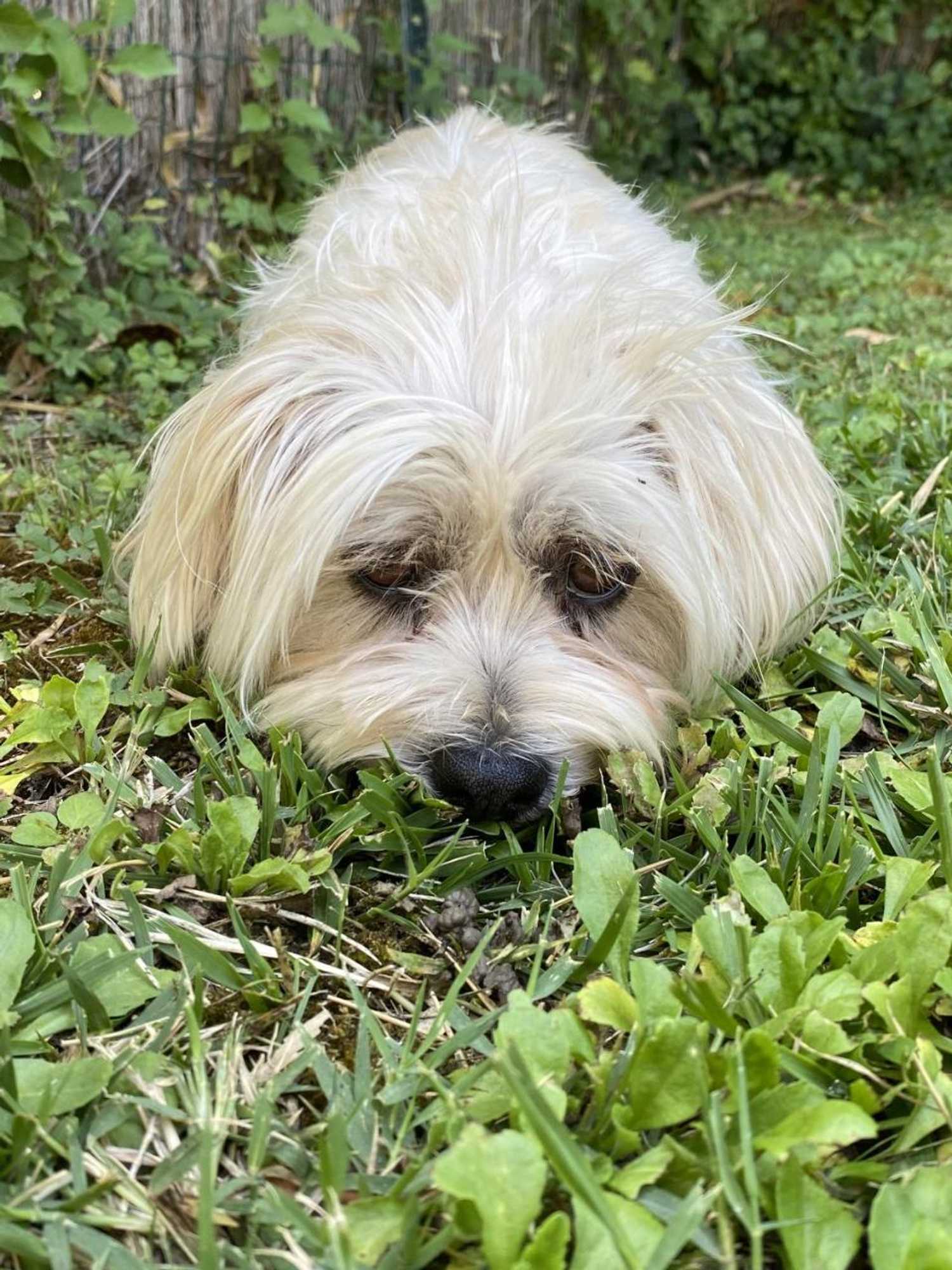 Gift card for Mas La Pauline Gift card for Mas La Pauline