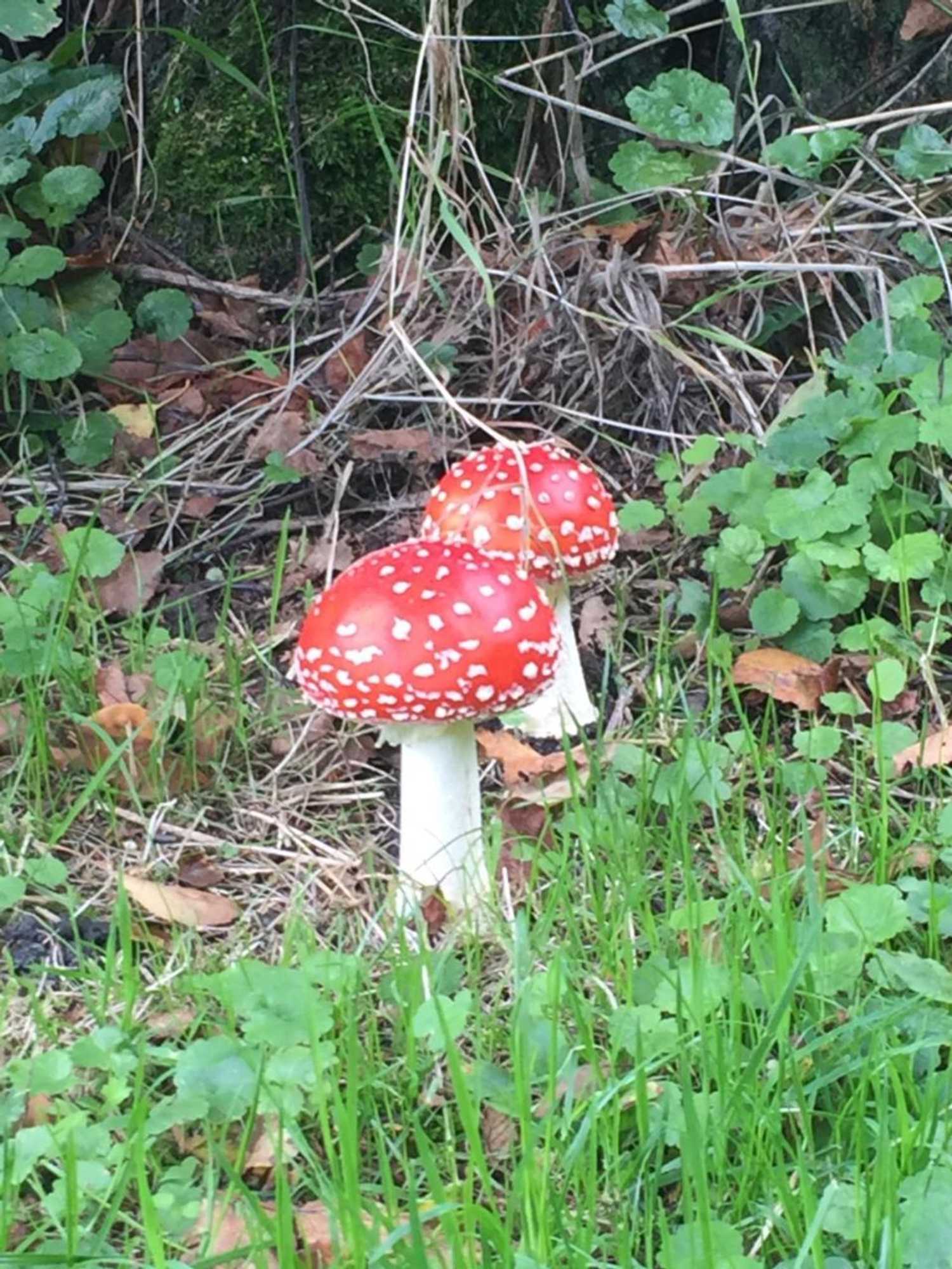 Gift card for Bed en Breakfast de Houtwiel