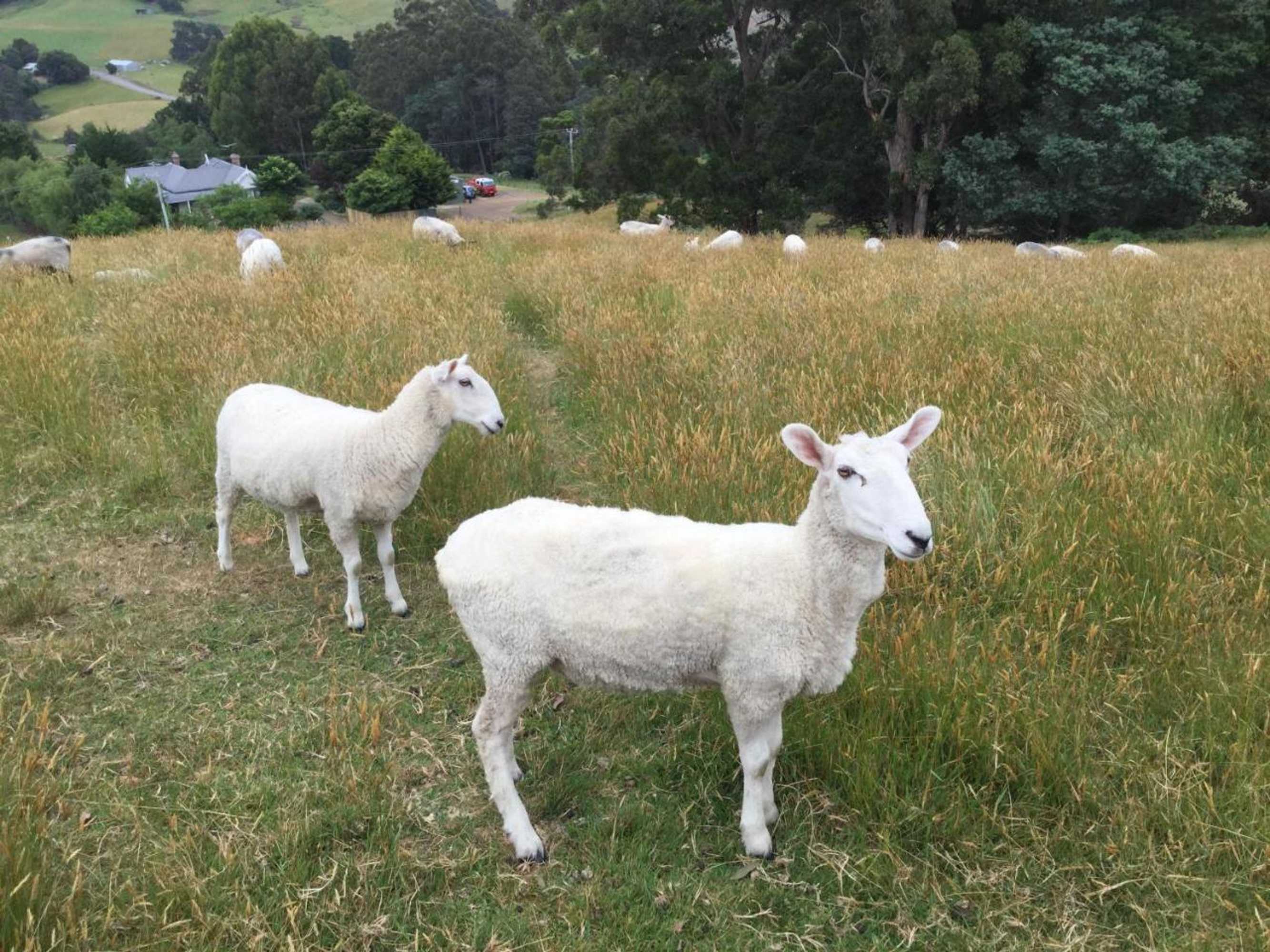 Gift card for Shanleys Huon Valley