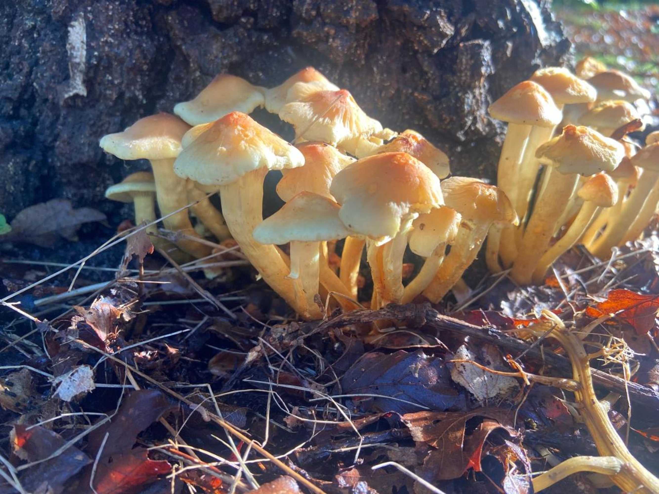 Gift card for 't Aarthuis