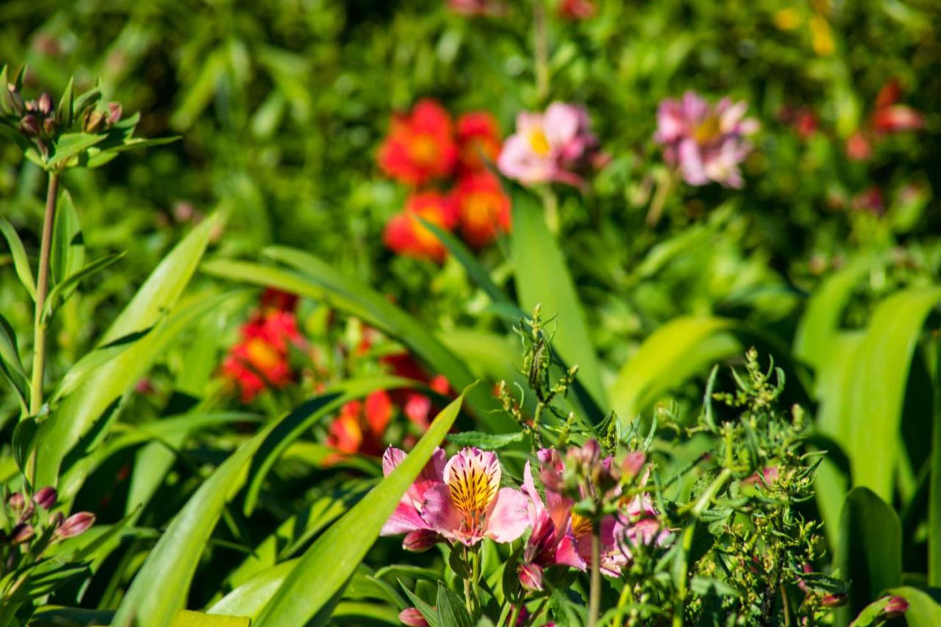 Gift card for Recanto da Avó