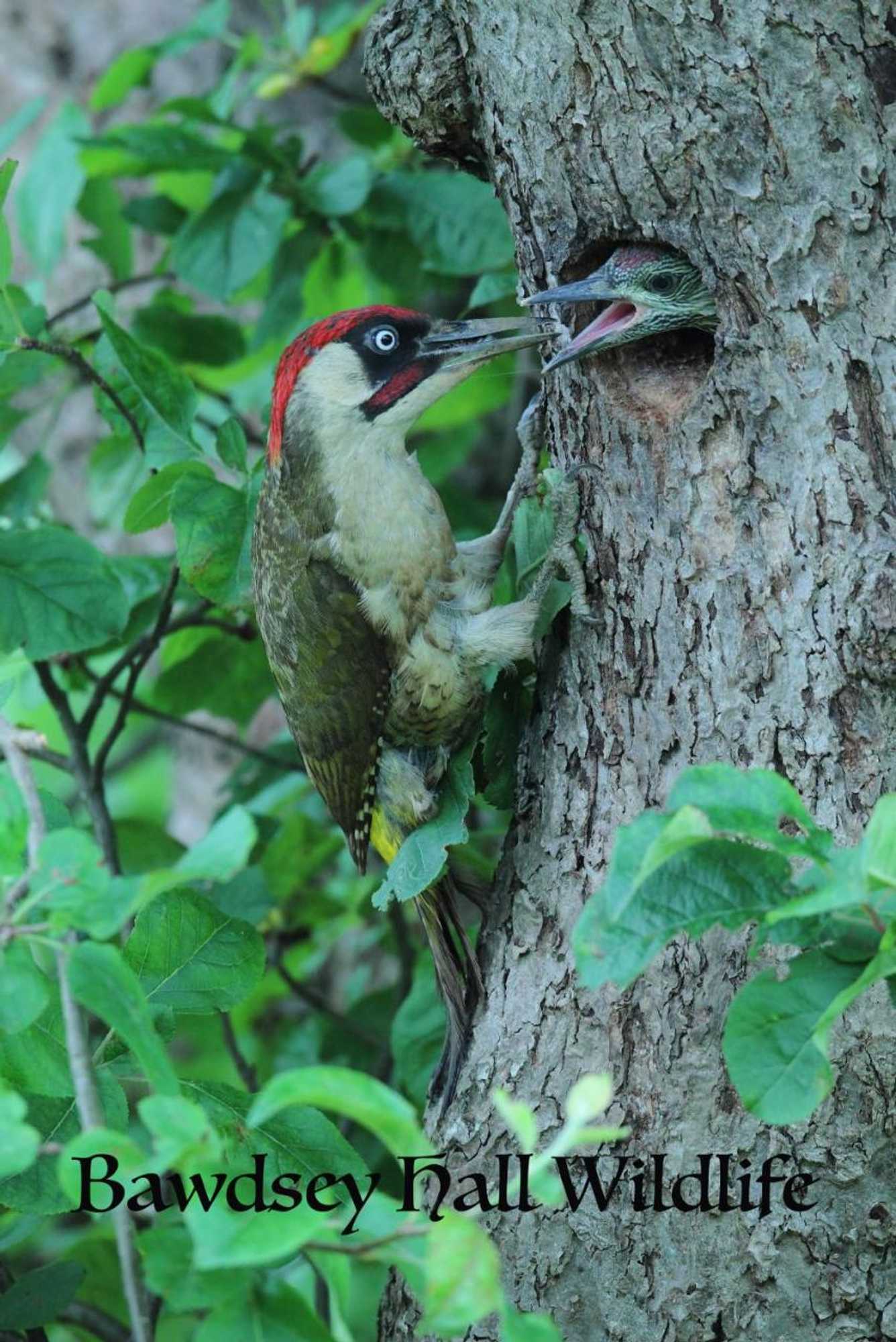 Gift card for Bawdsey Hall