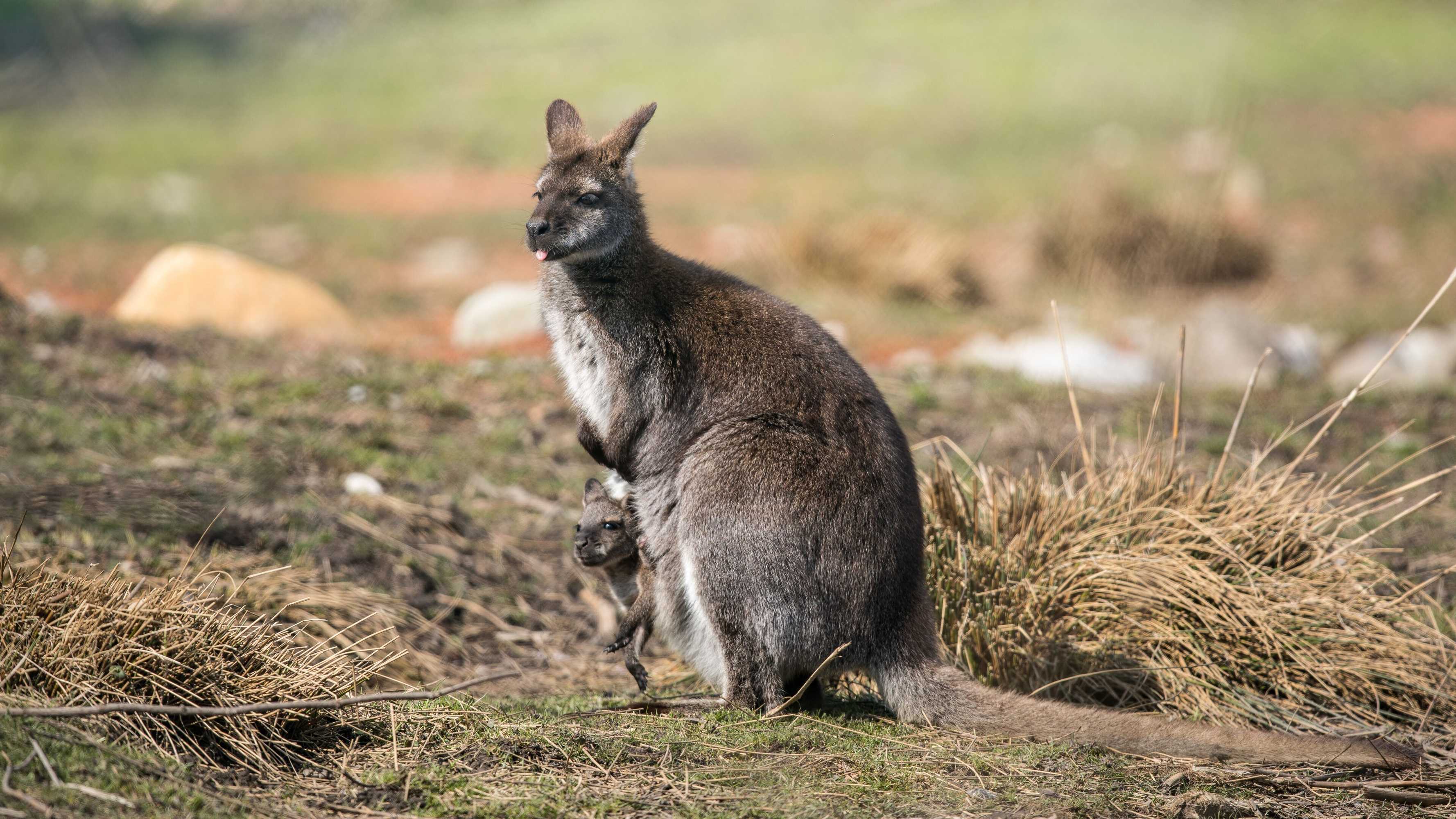 Gift card for Steigmatt Bauernhof - Erlebnis