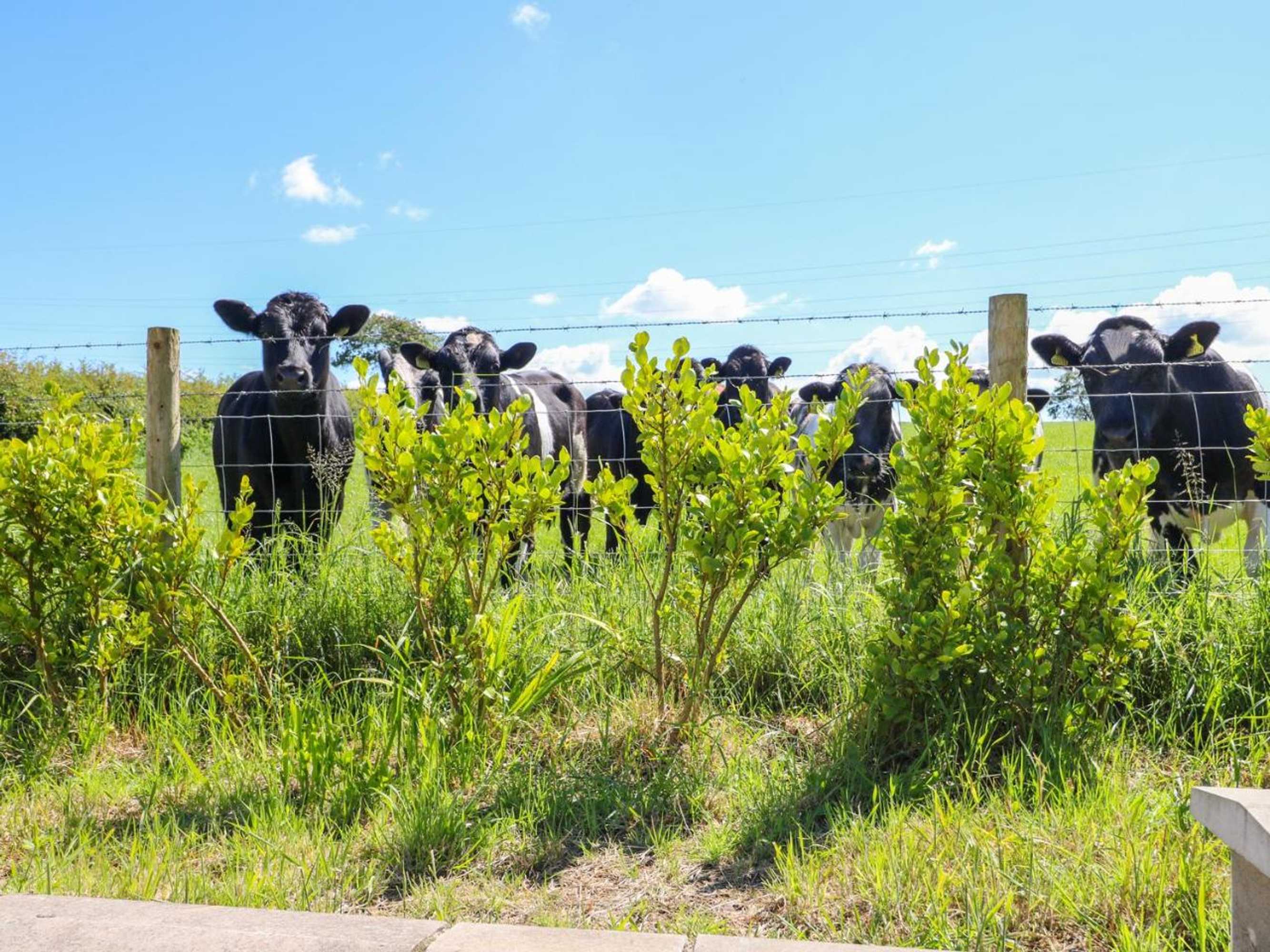 Gift card for Mill View