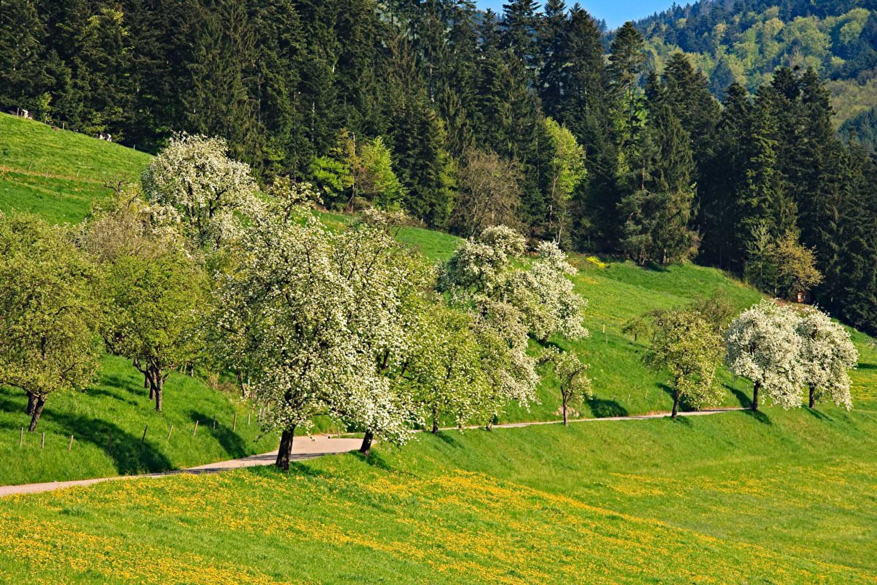 Gift card for Fuxxbau Fischerbach