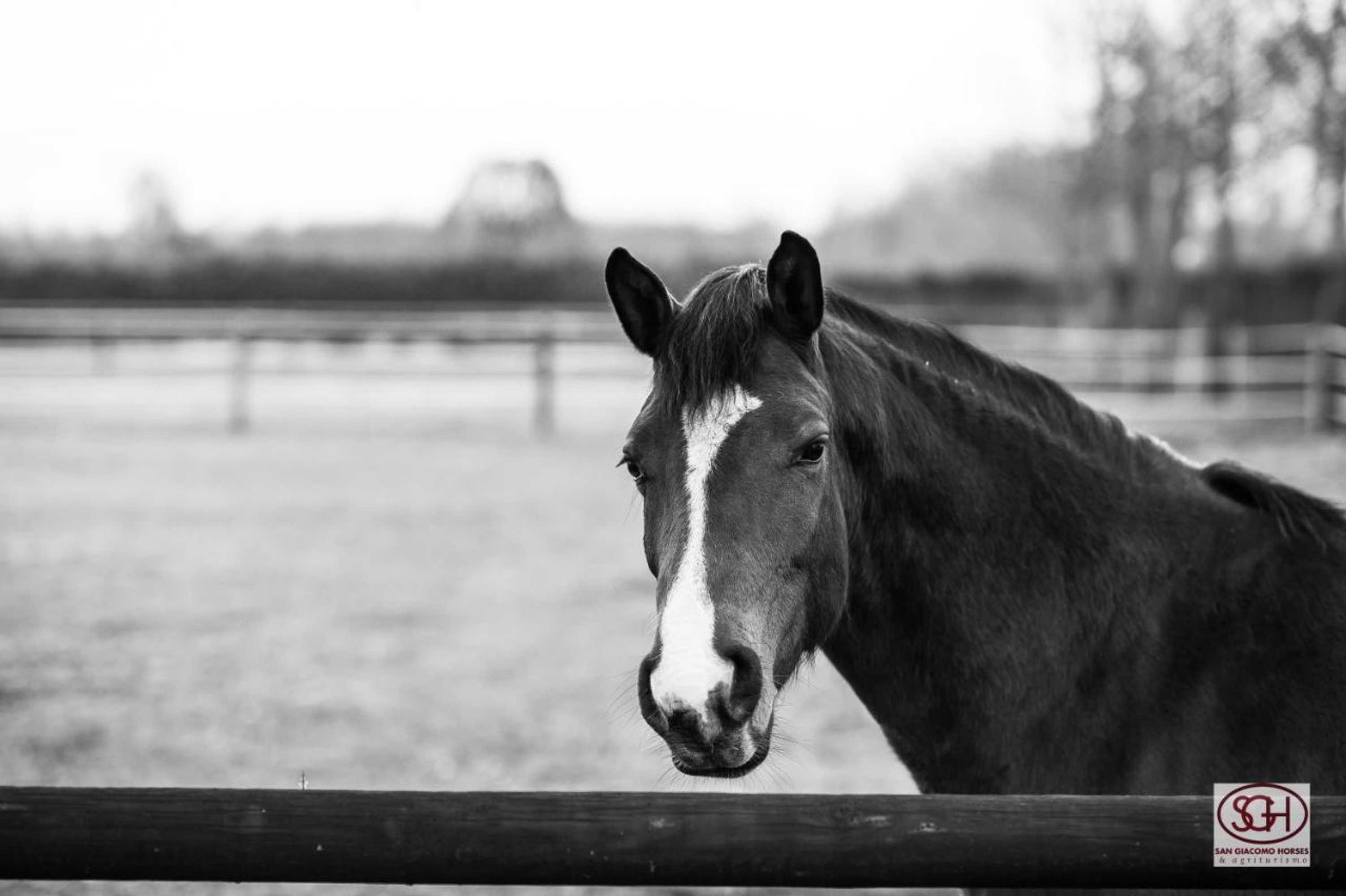 Gift card for San Giacomo Horses & Agriturismo Gift card for San Giacomo Horses & Agriturismo