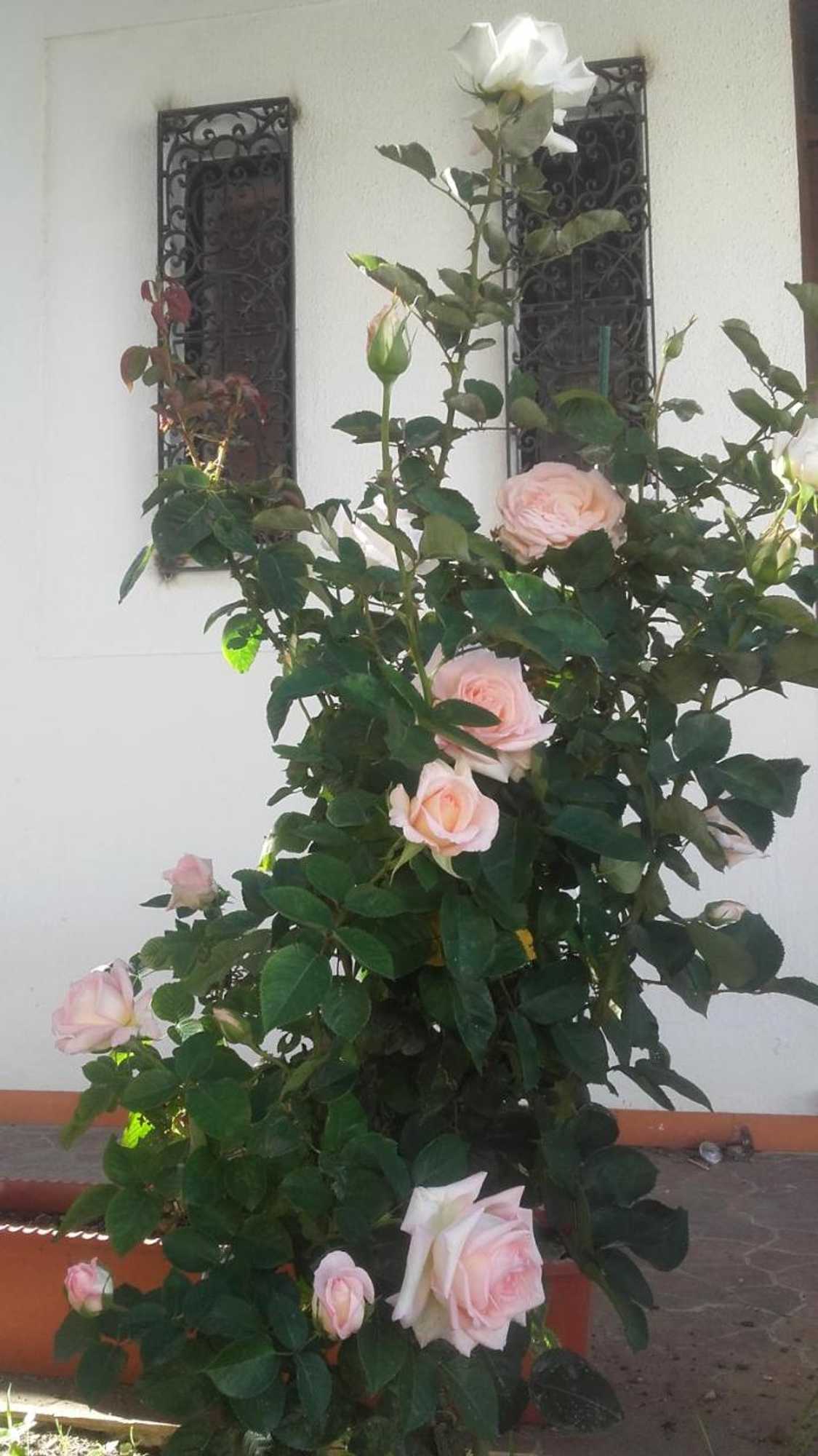 Gift card for Casa Dos Pingos de Mel