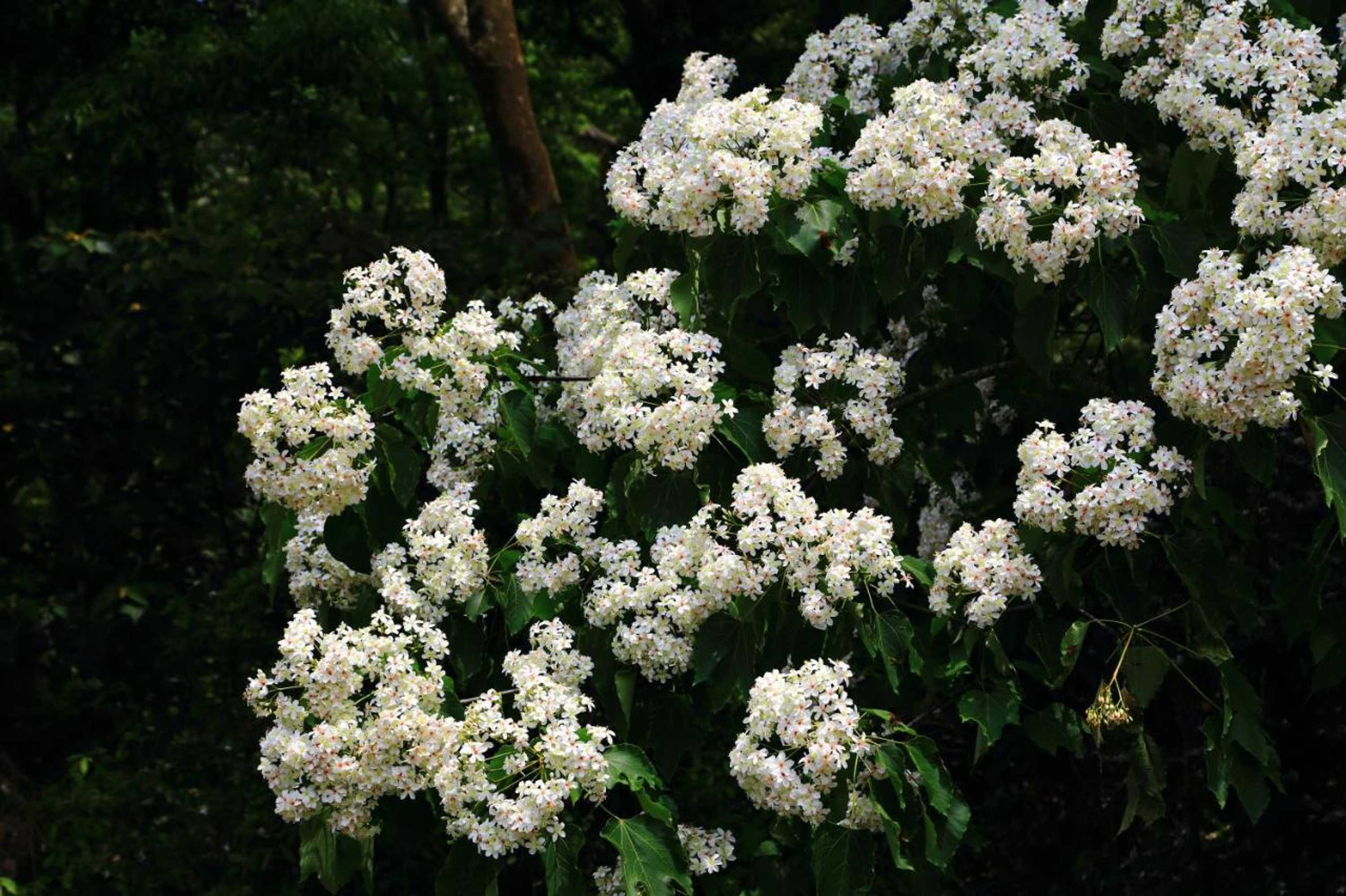 Gift card for Xiangyang Tianyuan