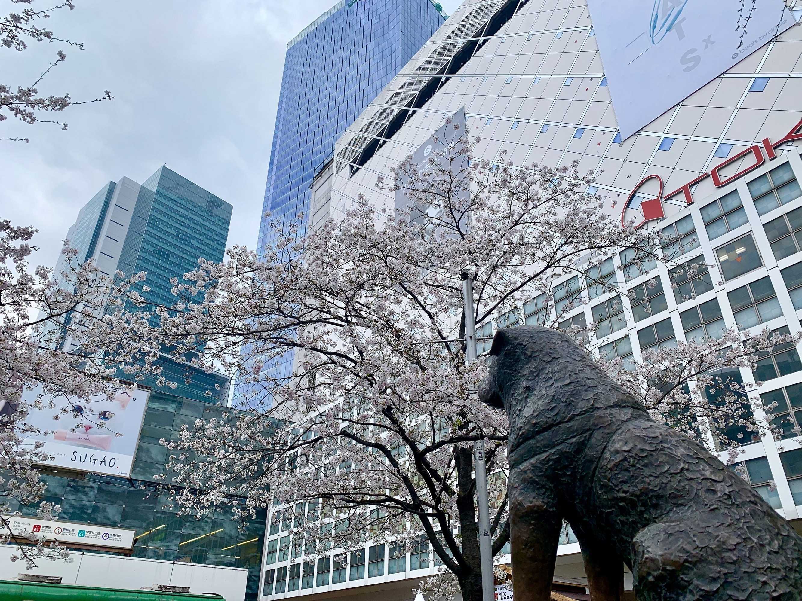 Gift card for Apa Hotel Shibuya Dogenzakaue Gift card for Apa Hotel Shibuya Dogenzakaue