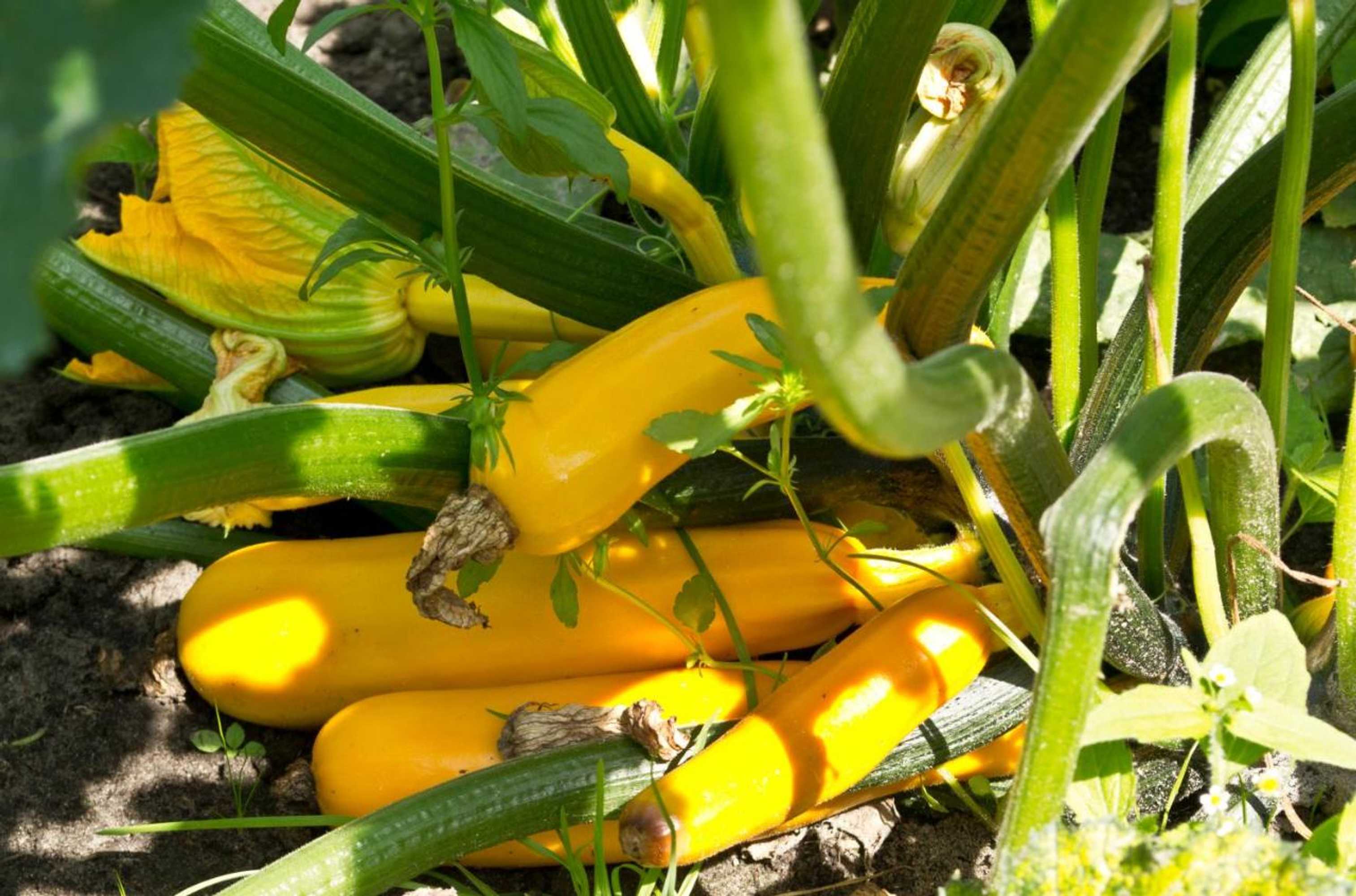 Gift card for Bed & Breakfast Maryland