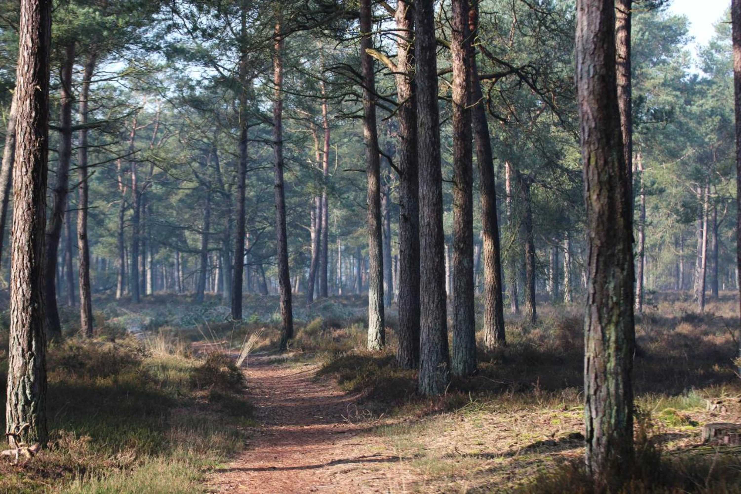 Gift card for Cottage Hazenhorst - Paradijs Aan Het Bos