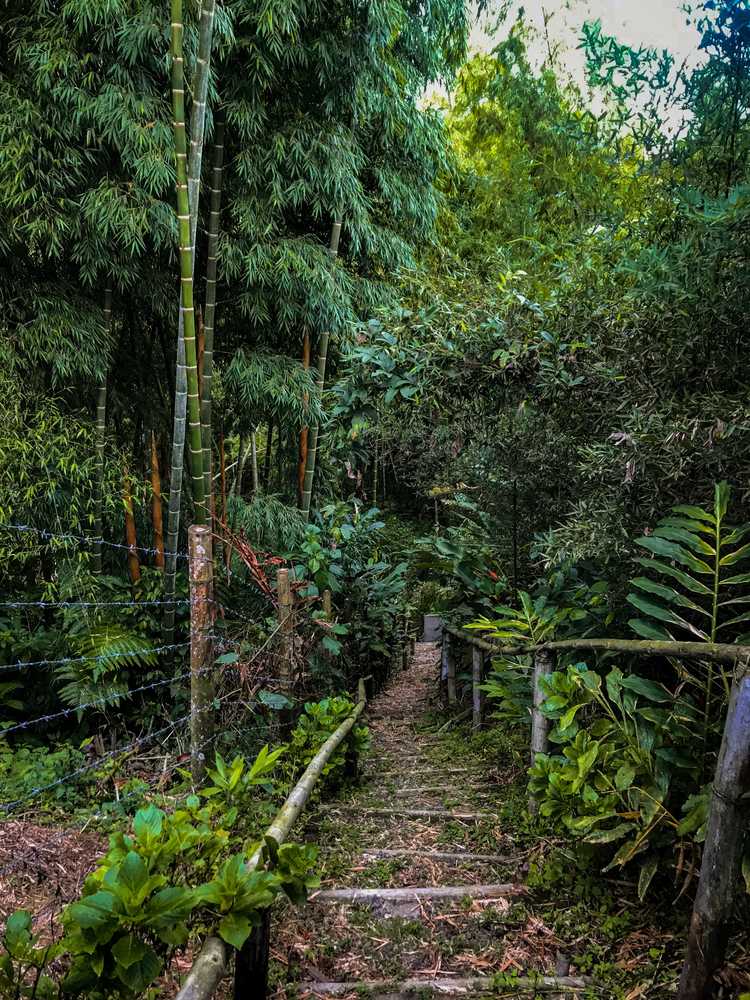 Gift card for Room in Lodge - Tree House Finca La Floresta Verde