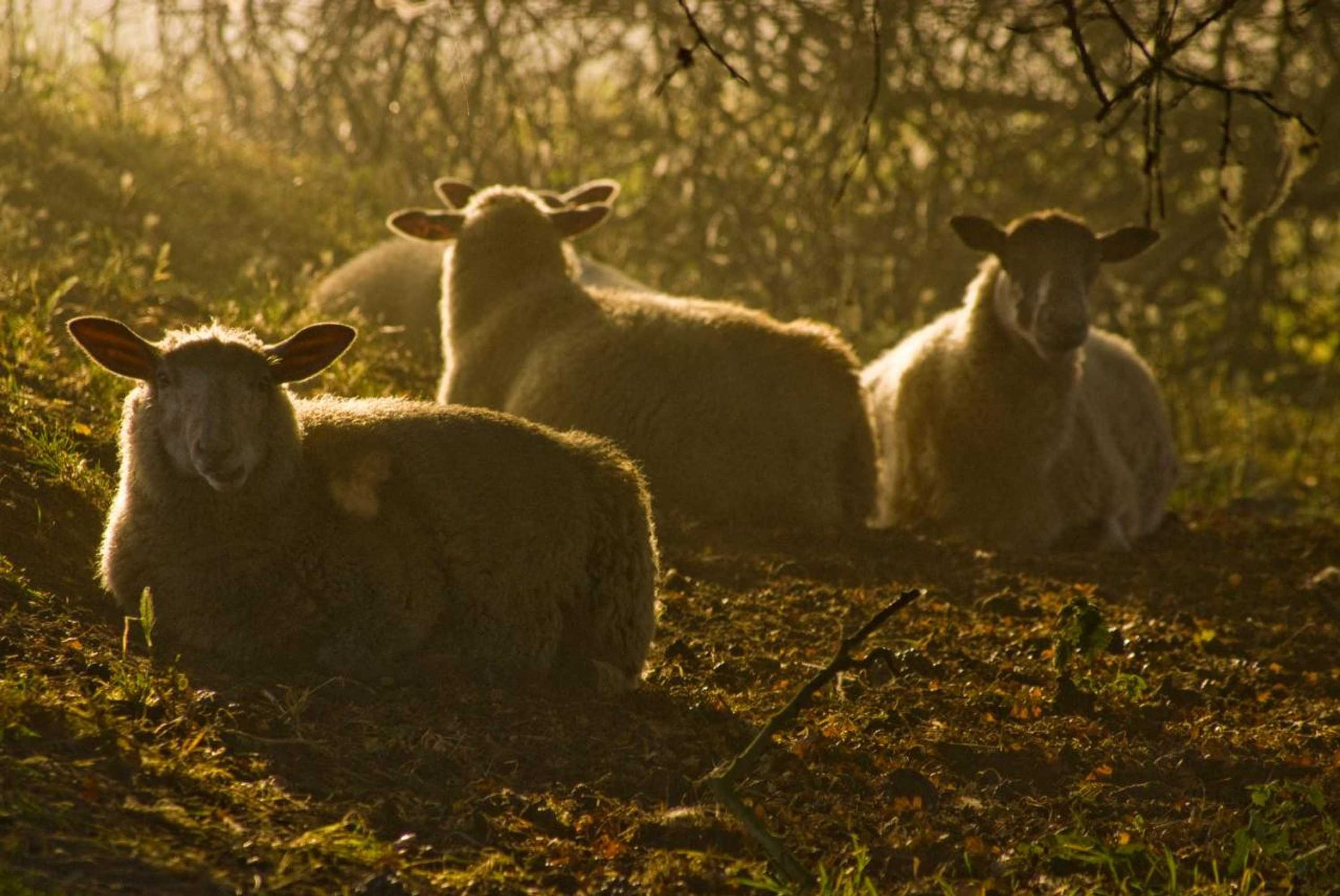 Gift card for The Old Stables