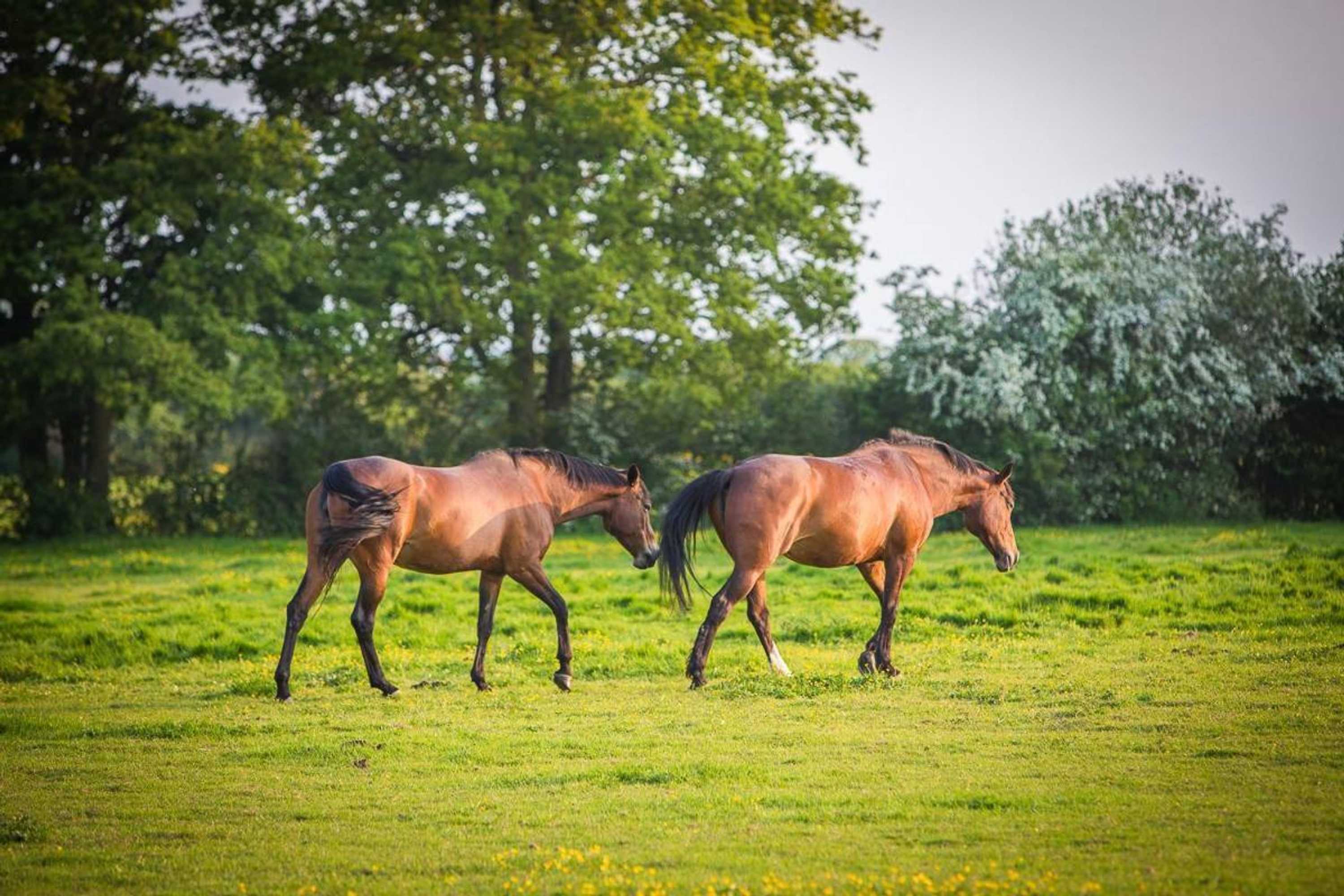 Gift card for Frasers