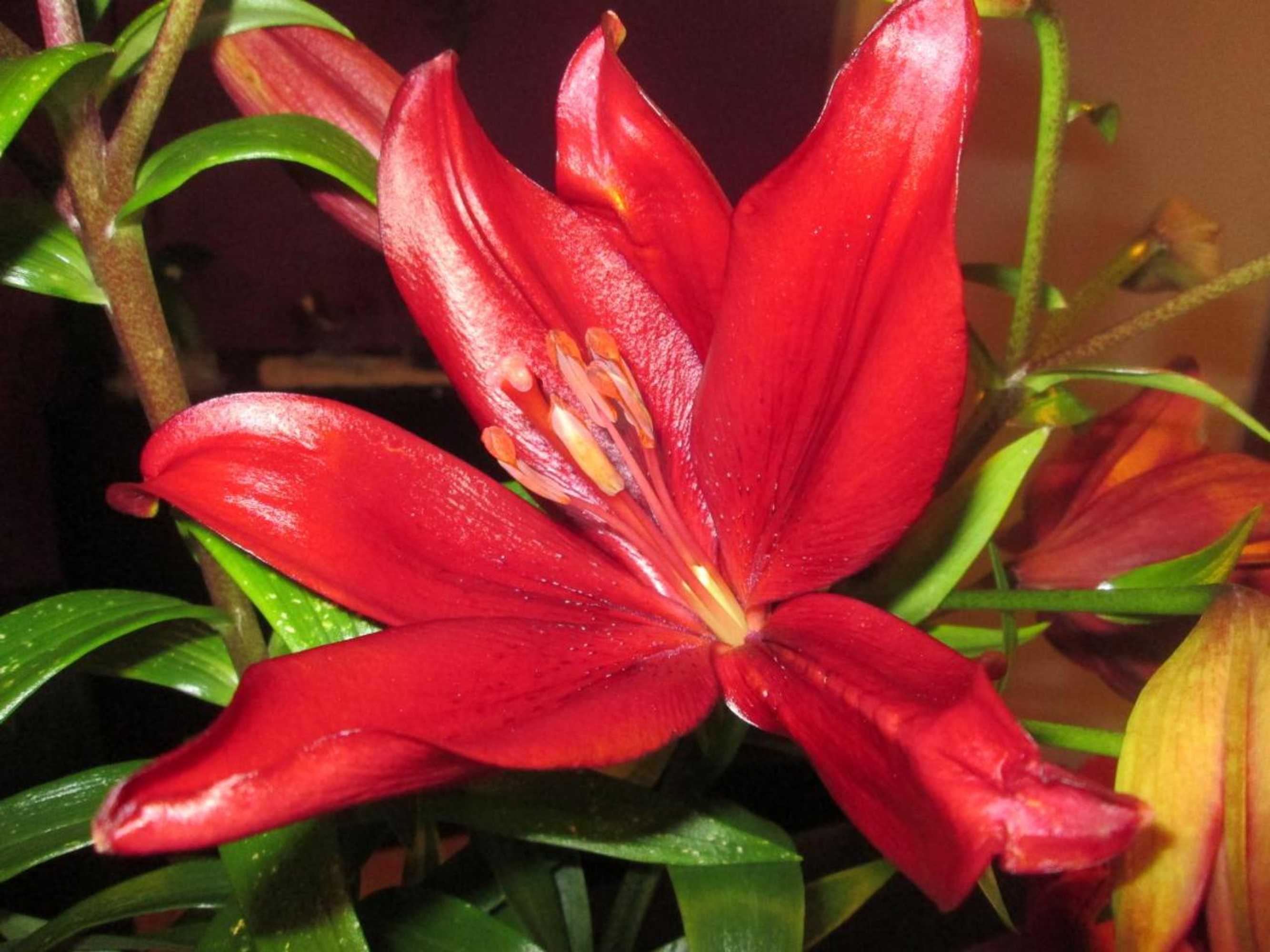 Gift card for Residência Machado