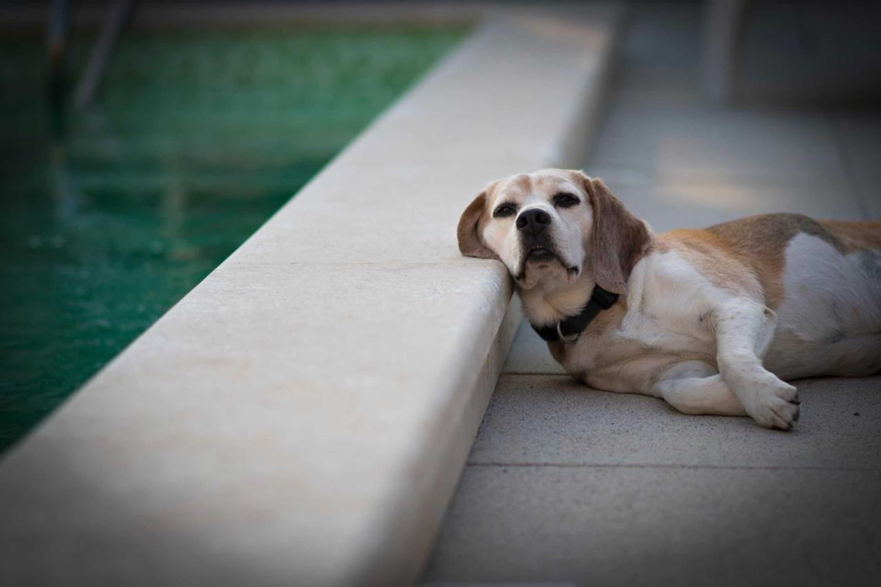 Gift card for Villa Montecolori