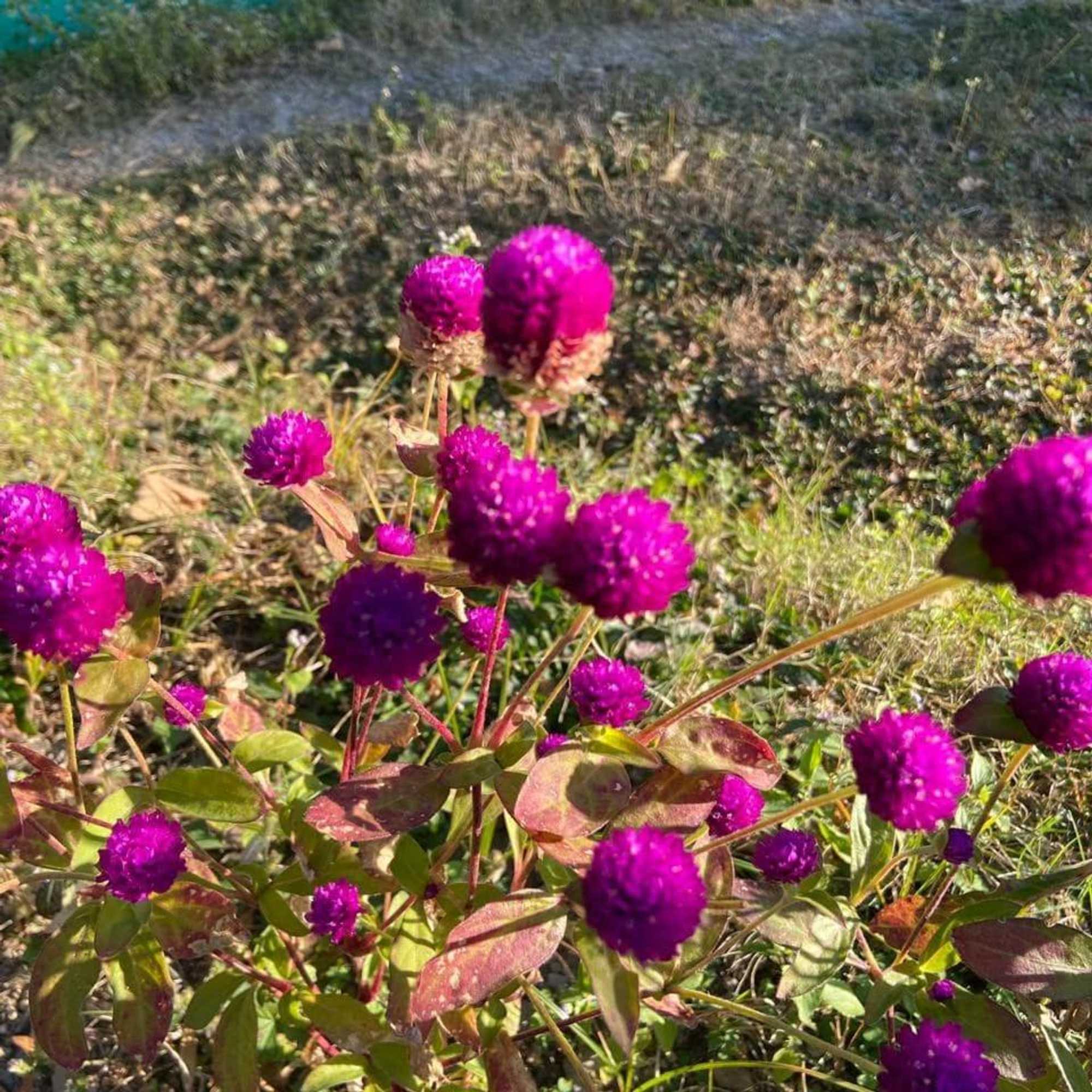 Gift card for Golden Valley Cottages, Chail Gift card for Golden Valley Cottages, Chail