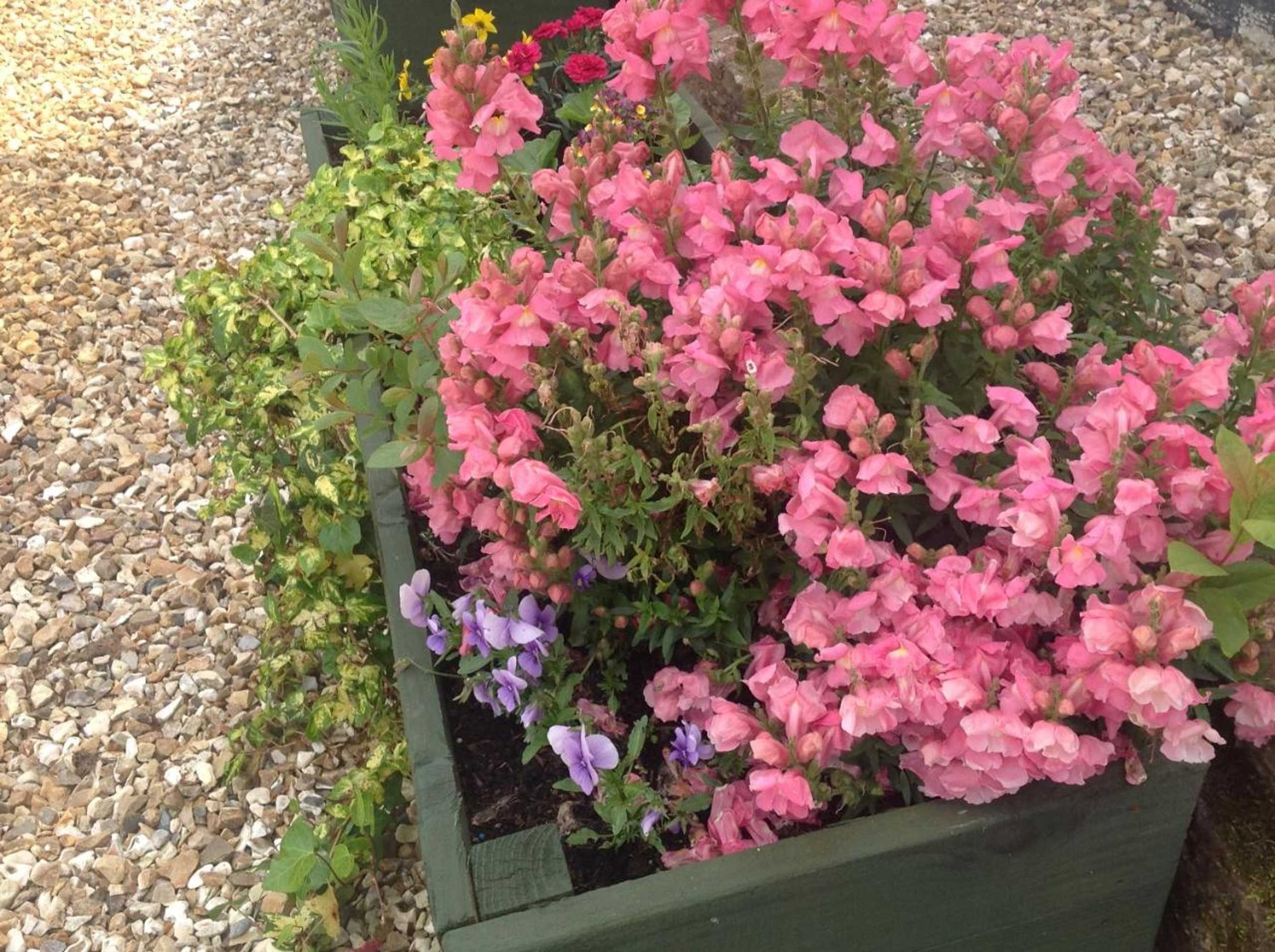 Gift card for Meadowview