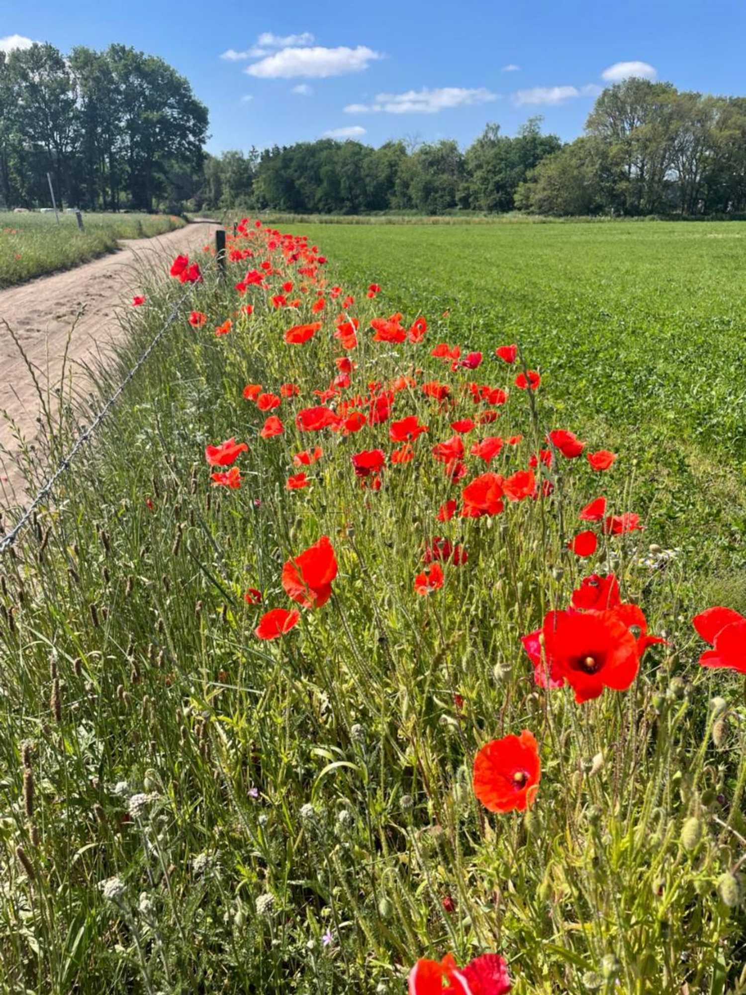 Gift card for De Gouden Wilg