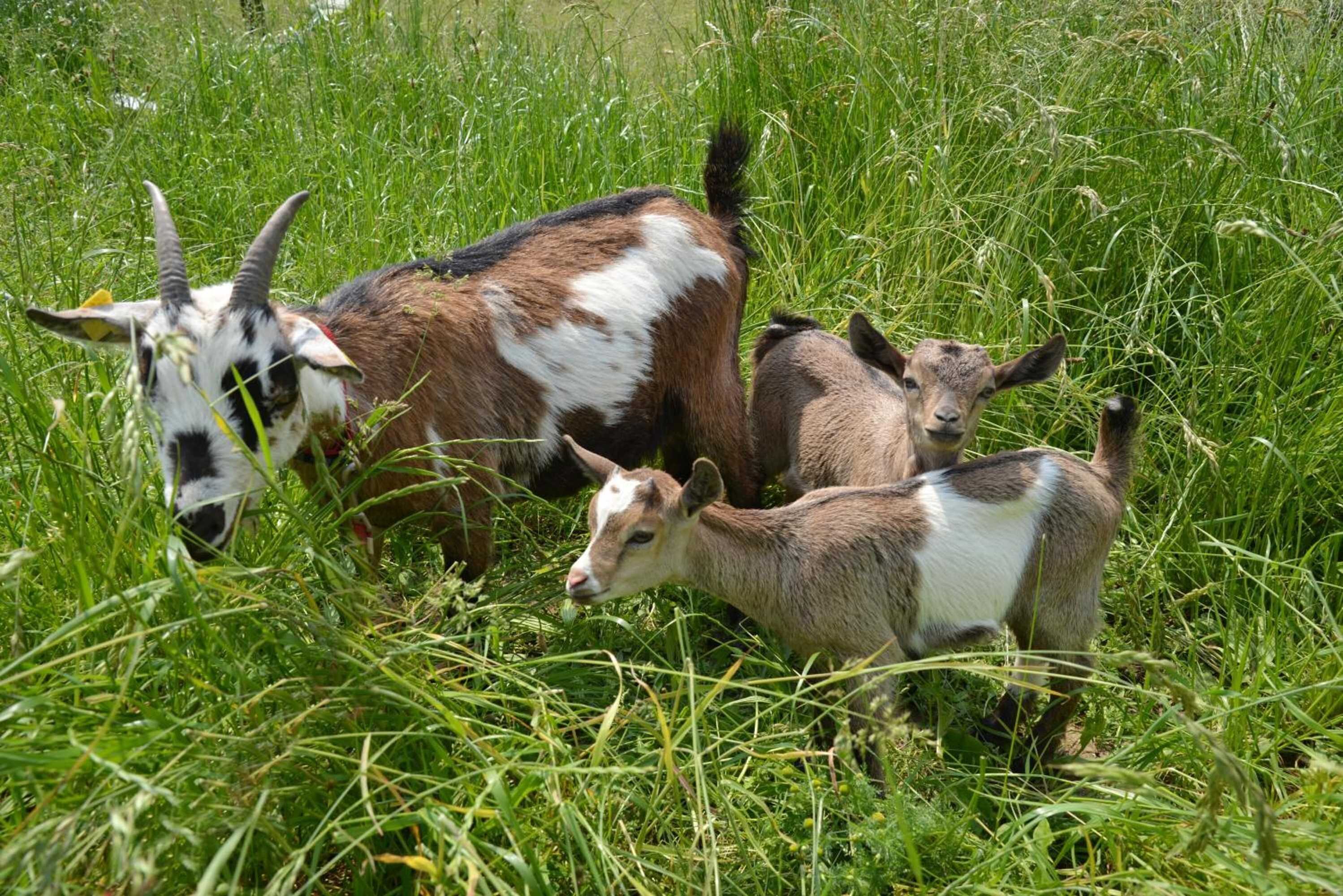 Gift card for Hotel-Restaurant Rotes Einhorn Superior