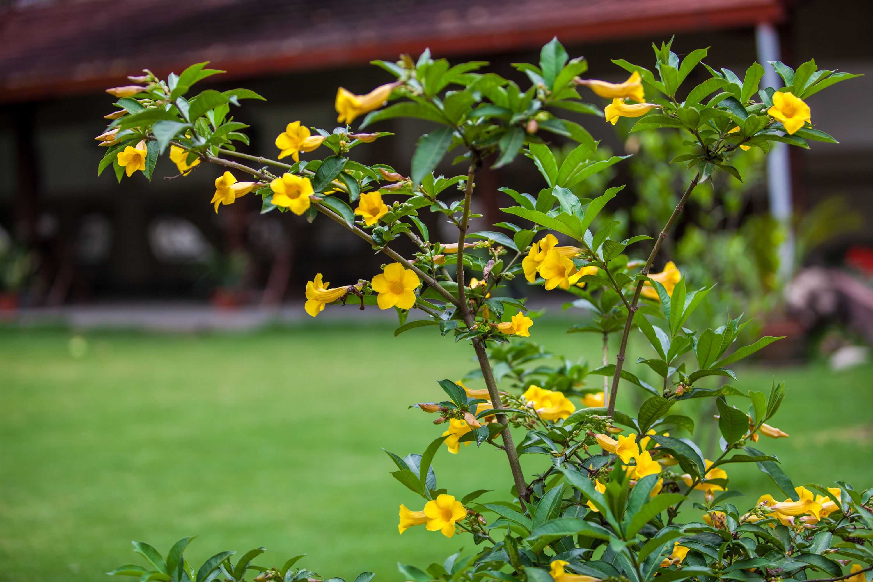 Gift card for Shambaling Boutique Hotel