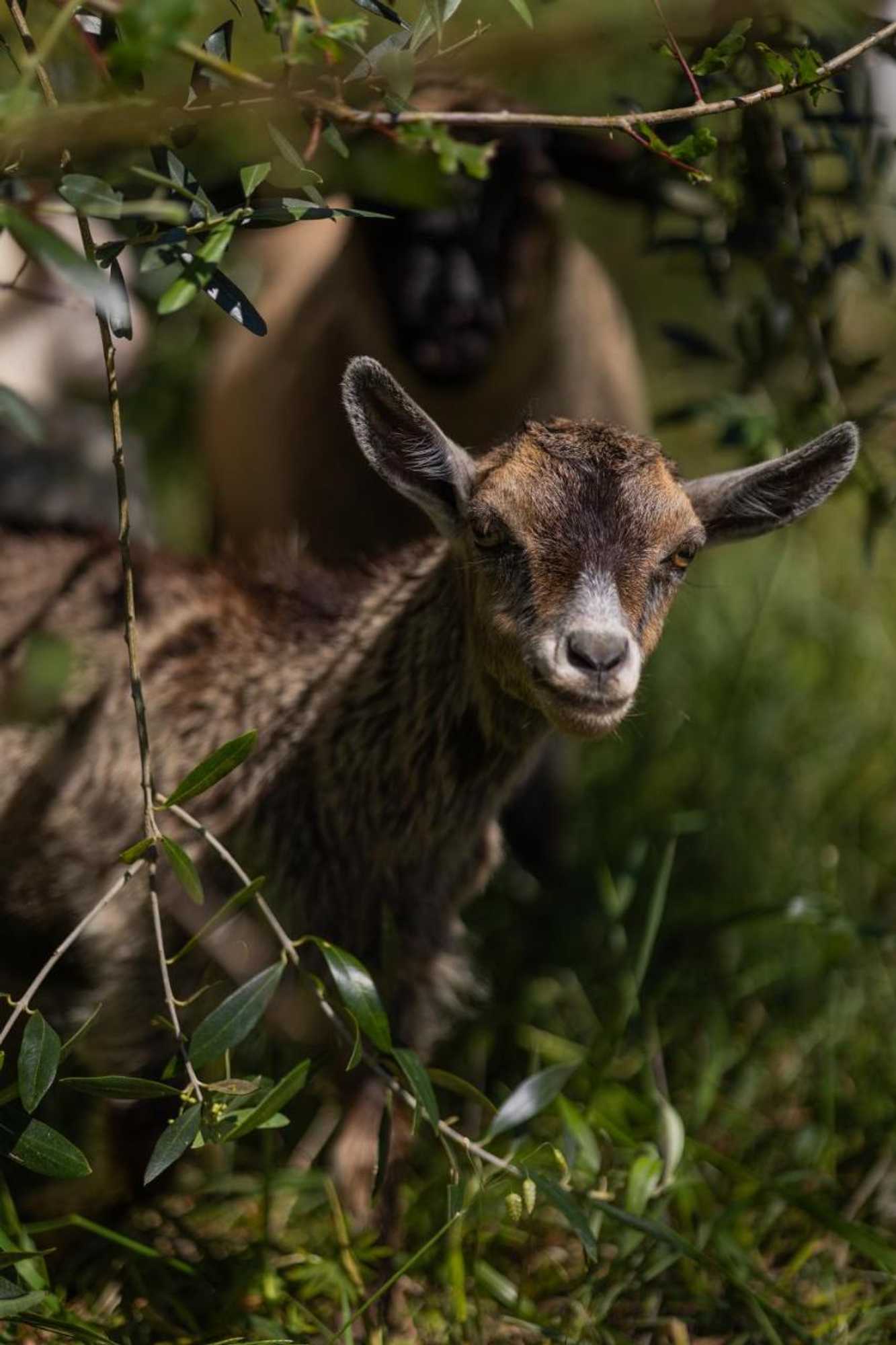 Gift card for Magnolias Cottage