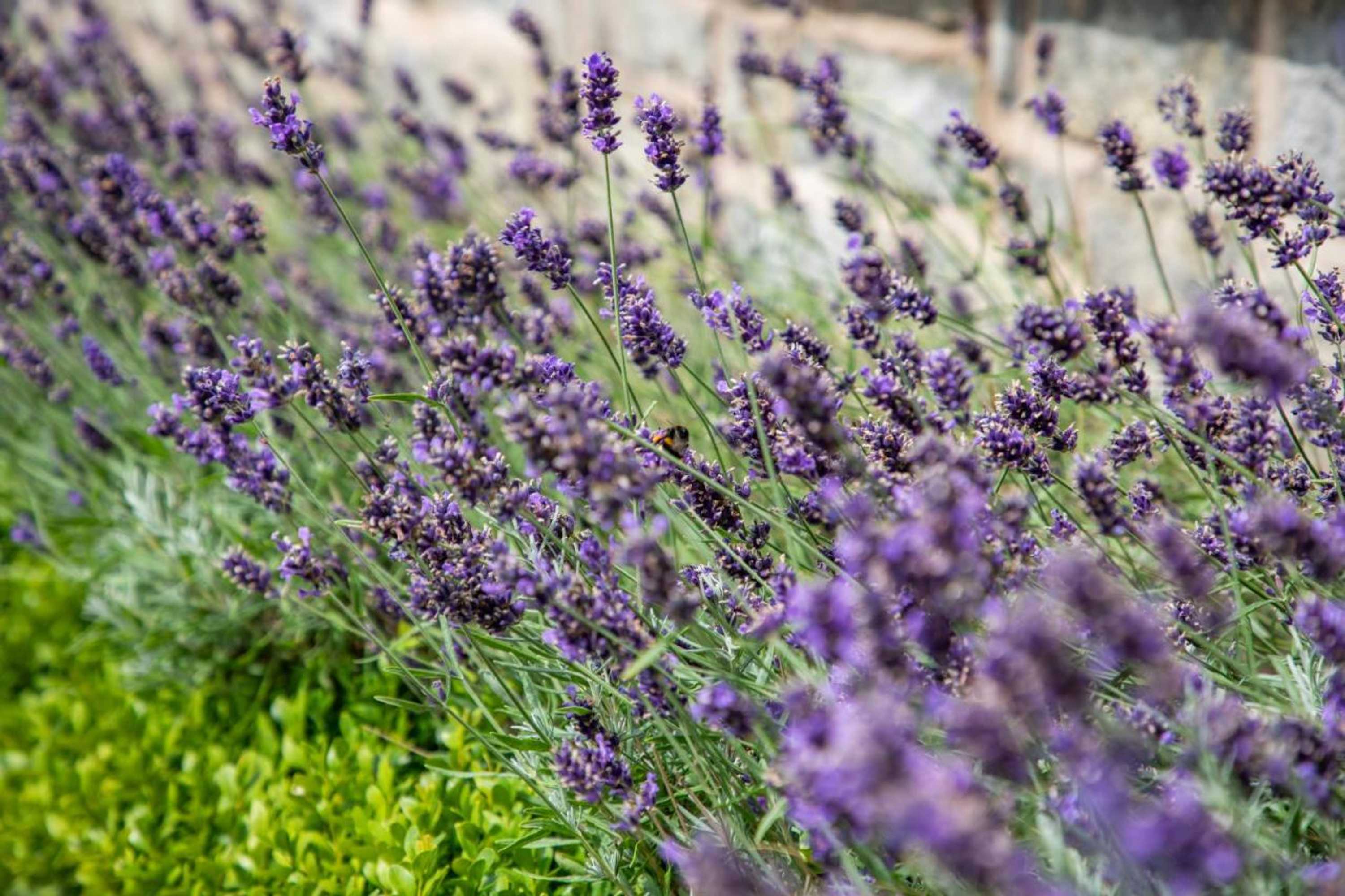 Gift card for Haighton Manor - Brunning And Price