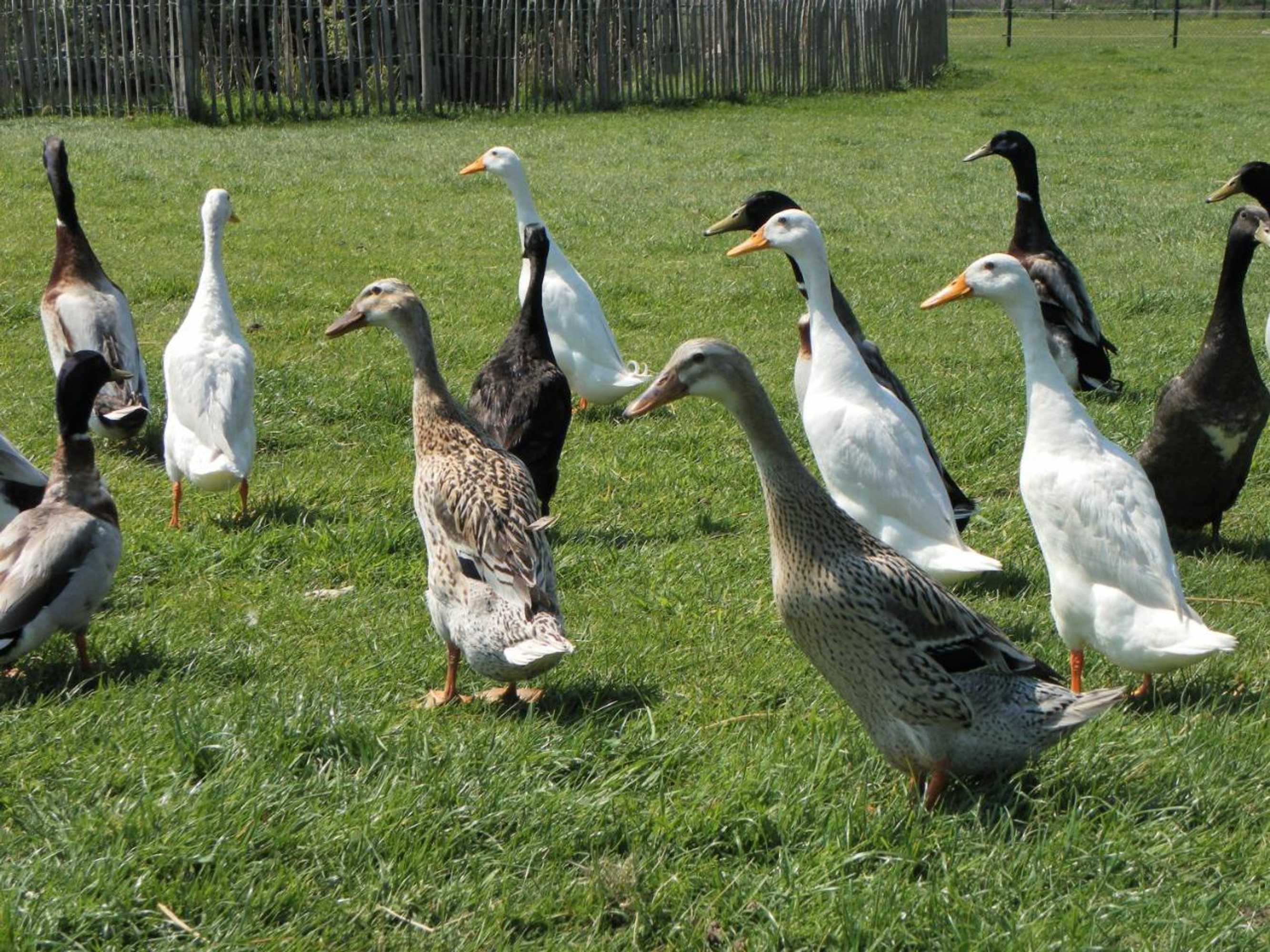 Gift card for De Turfstaeker