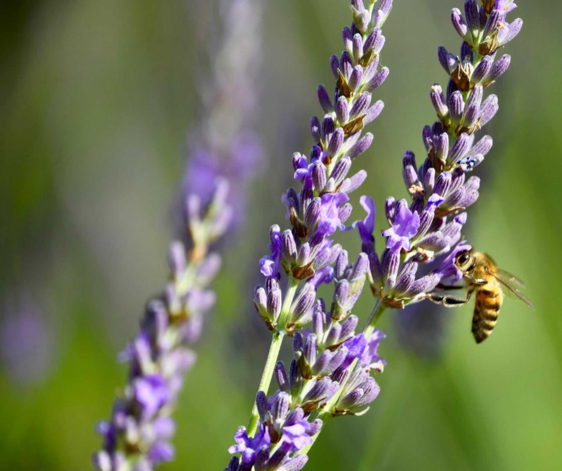 Gift card for Le Jardin Des Amandiers