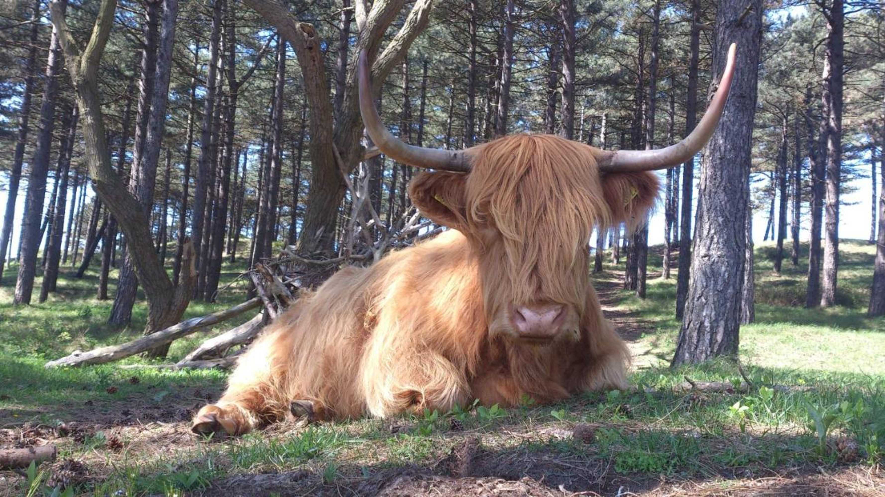 Gift card for Hendrika Apartments