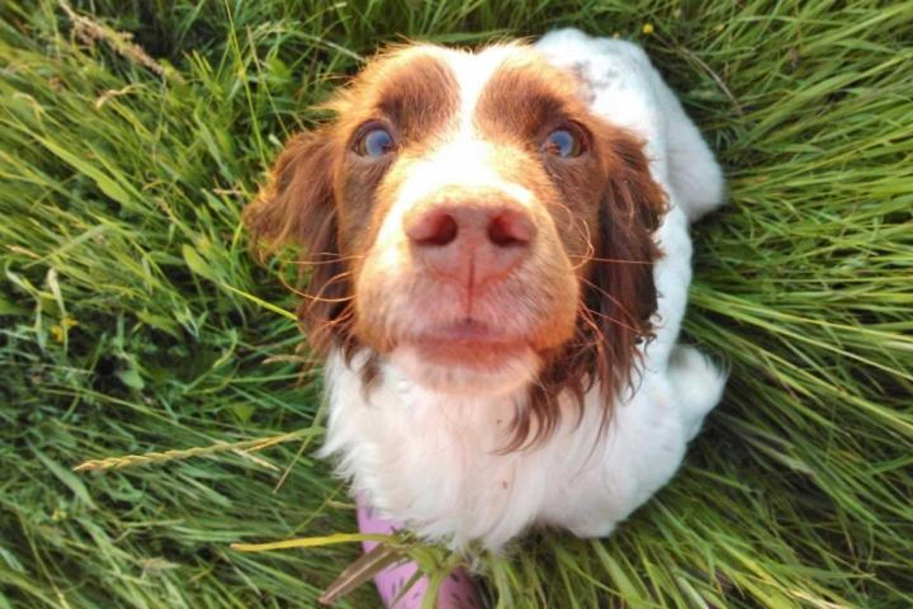 Gift card for The Vobster Inn Gift card for The Vobster Inn