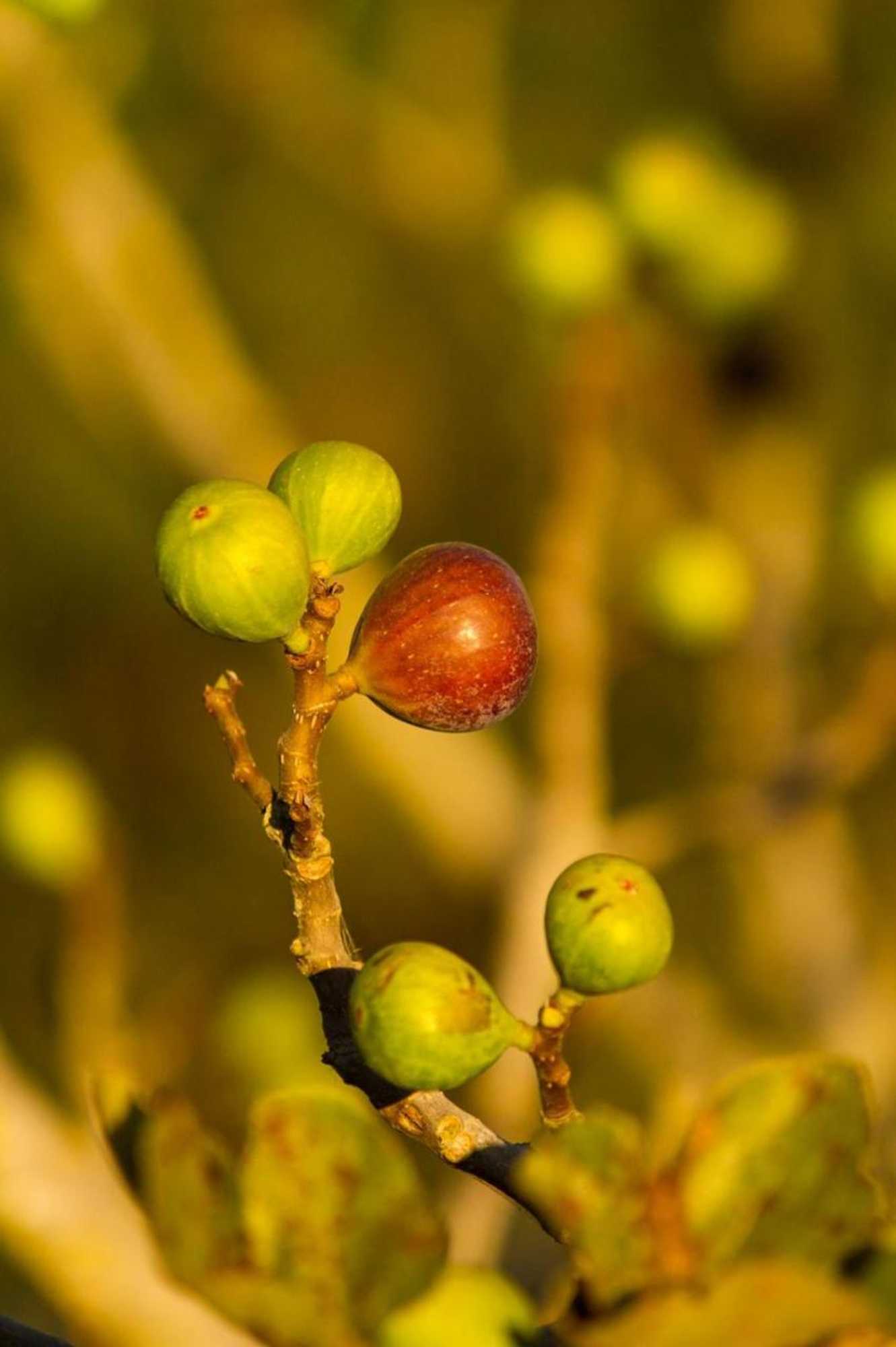 Gift card for Quintinha da Charneca