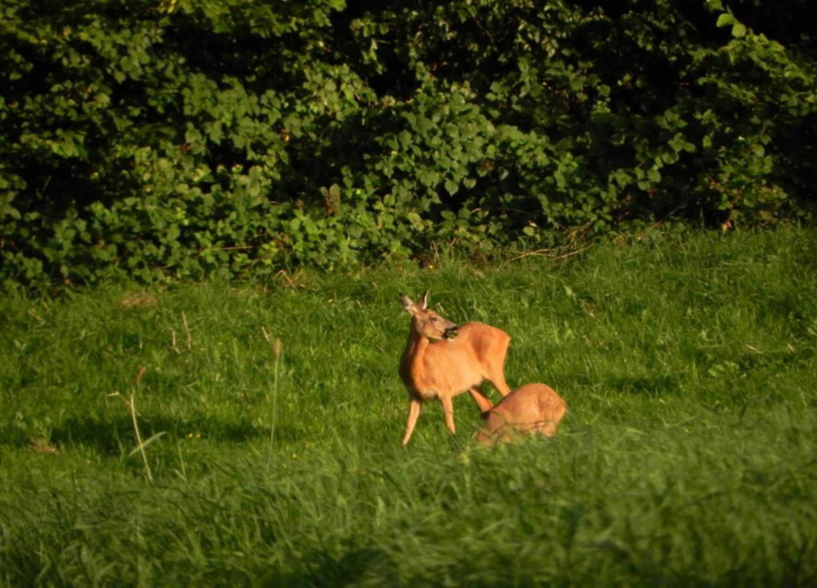 Gift card for Rosselaer Villa With Pool