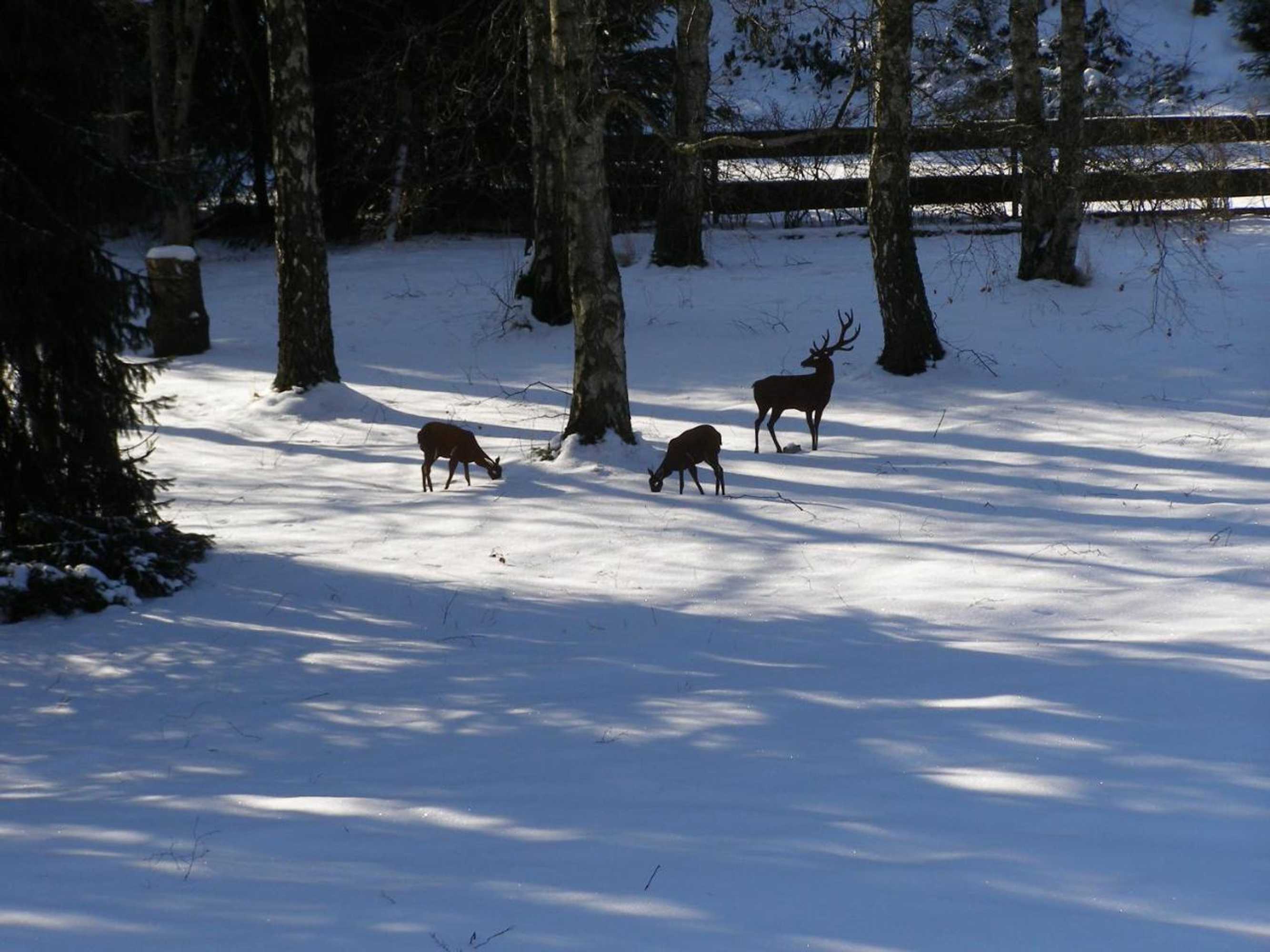 Gift card for Hotel Haus Katharina Garni