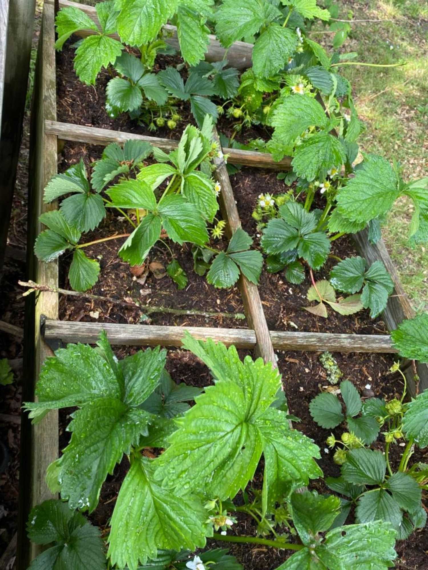 Gift card for Chalet de Kleine Eekhoorn