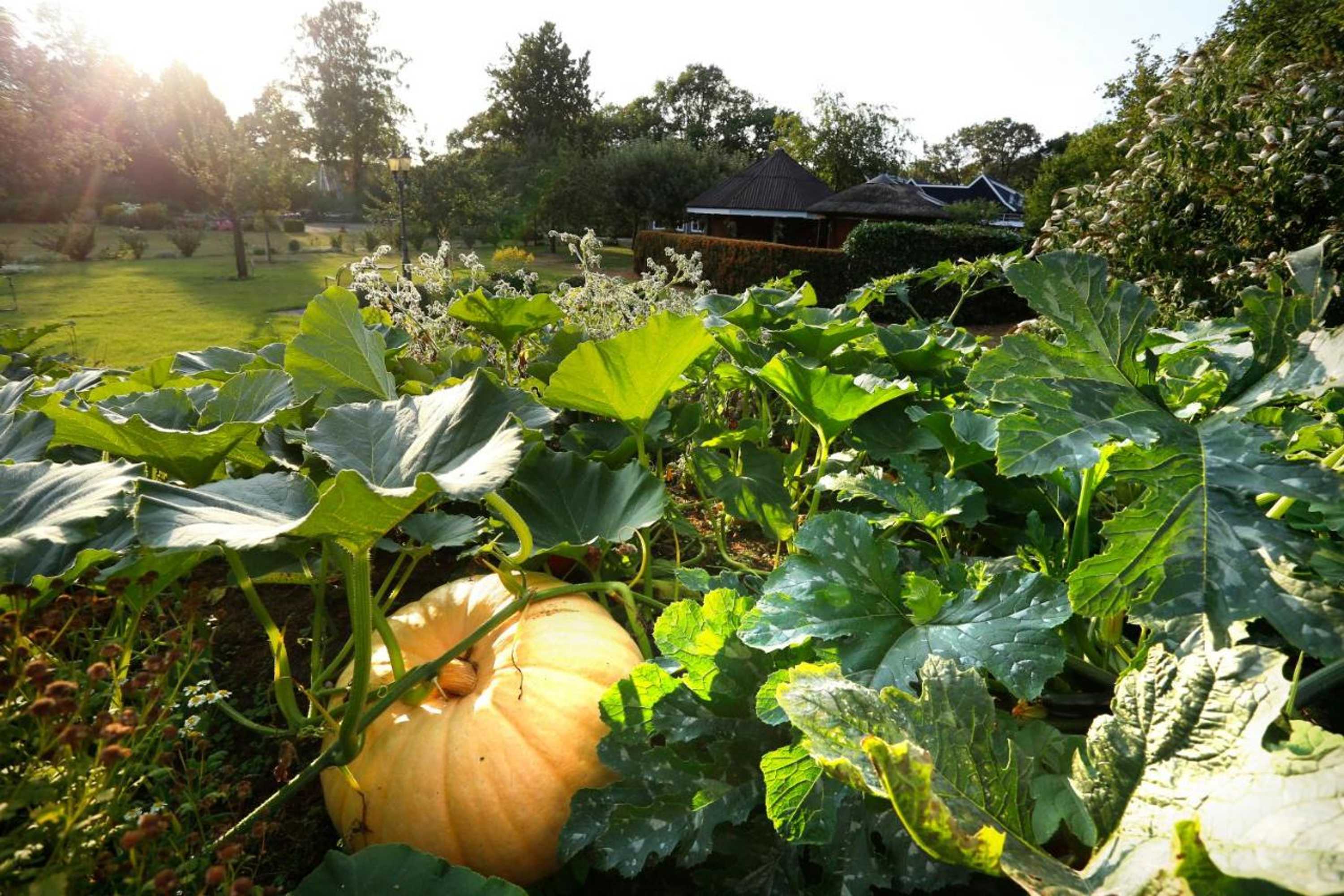 Gift card for Het Ros Van Twente