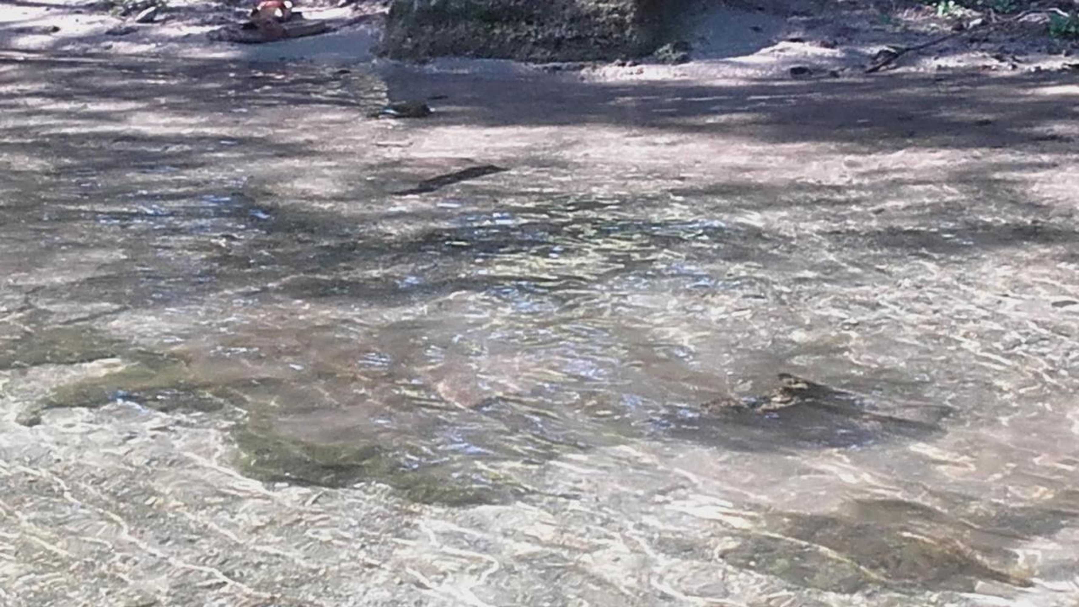 Gift card for Domaine Des Petits Cancets Gift card for Domaine Des Petits Cancets