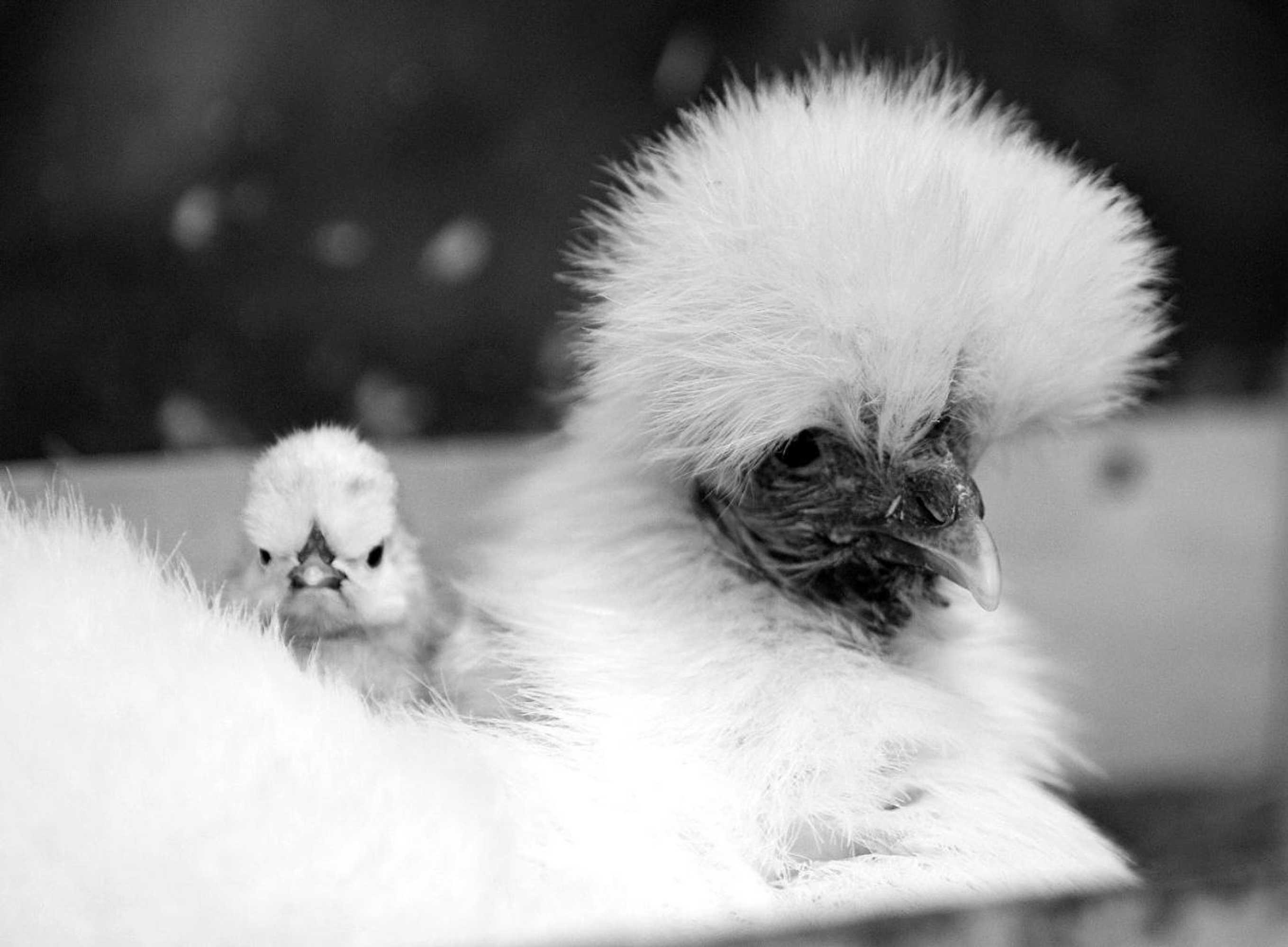 Gift card for De Sneppelhoeve B&b