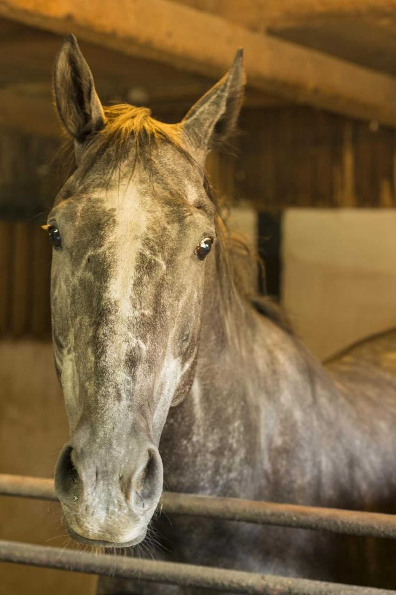 Gift card for Hotel Restaurant Häsfeld