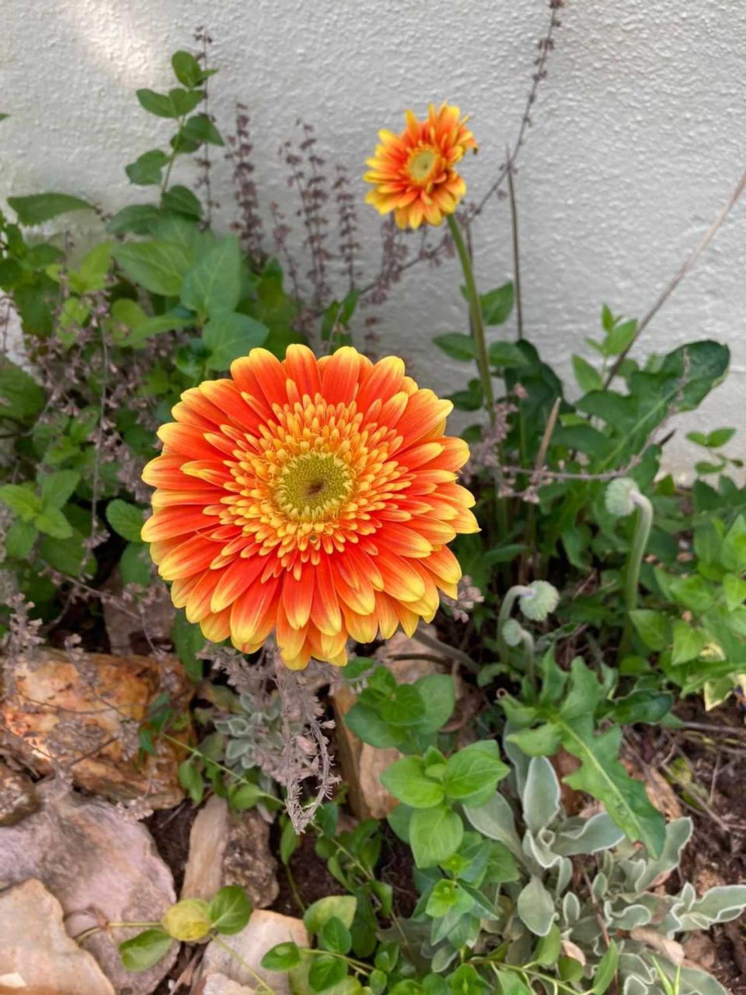 Gift card for Bed & Breakfast Porturama