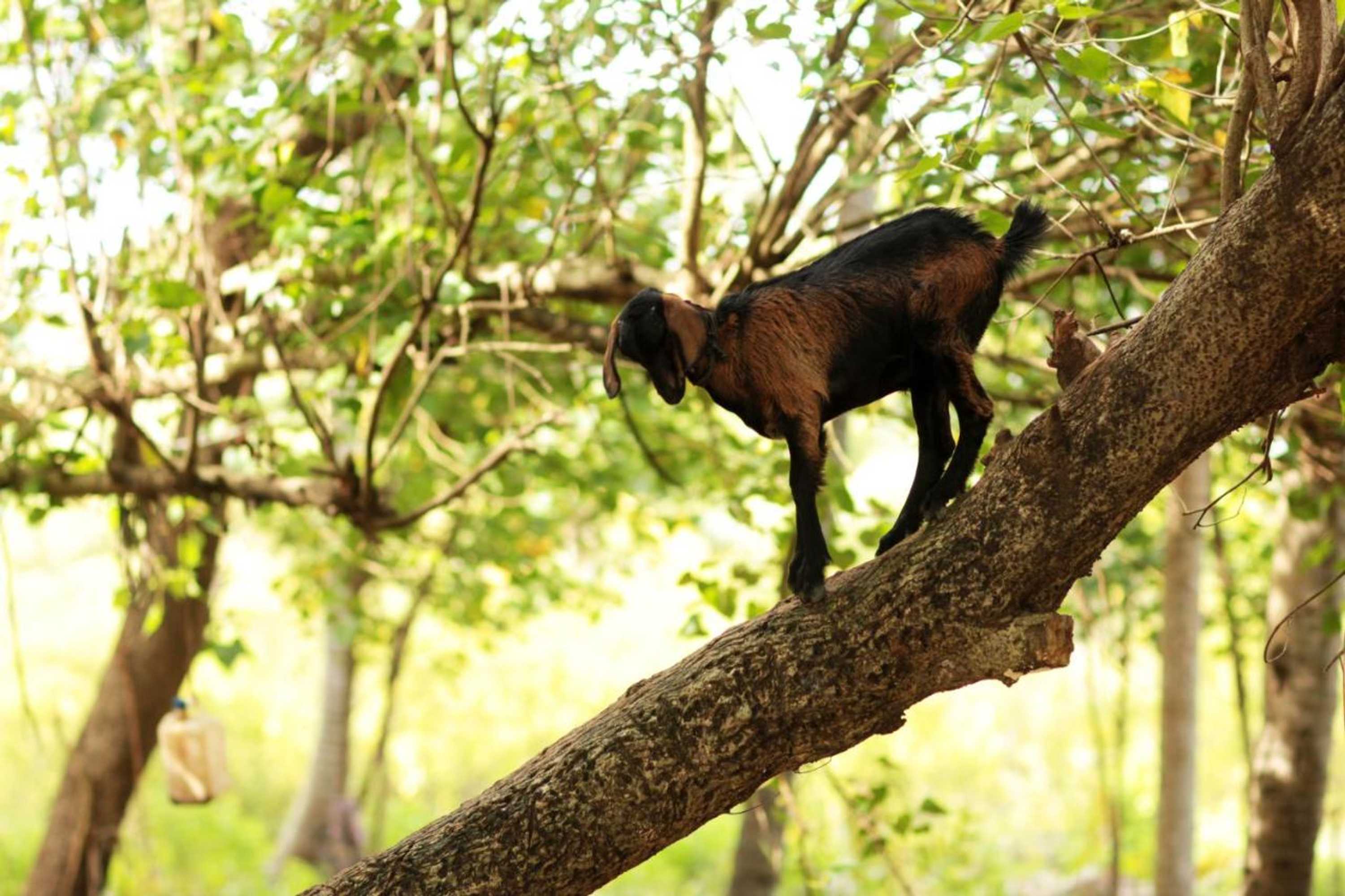 Gift card for Vinis Farm - A Private Island Stay -Privacy Redefined !!!