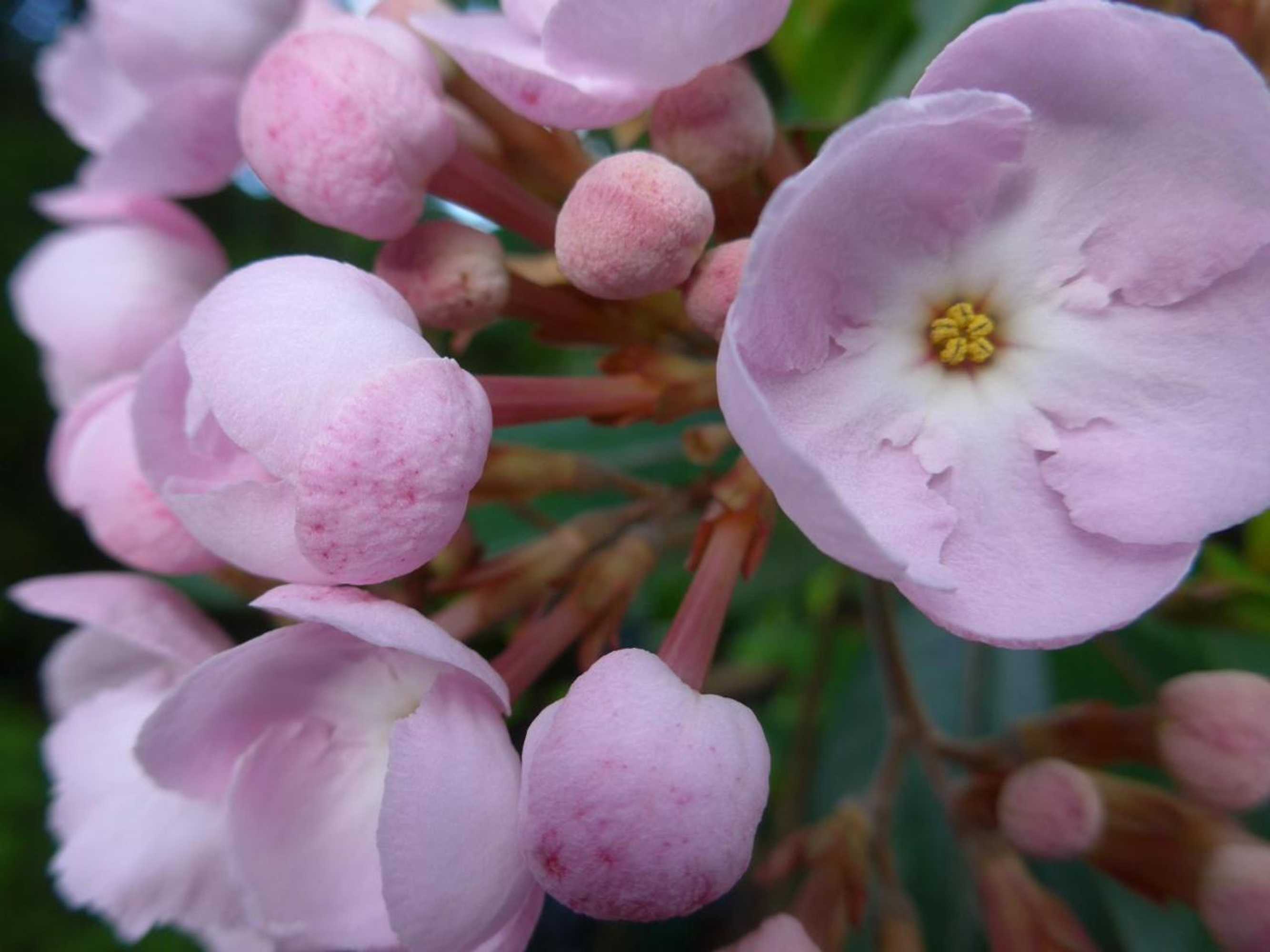 Gift card for Wharepuke Subtropical Accommodation Gift card for Wharepuke Subtropical Accommodation