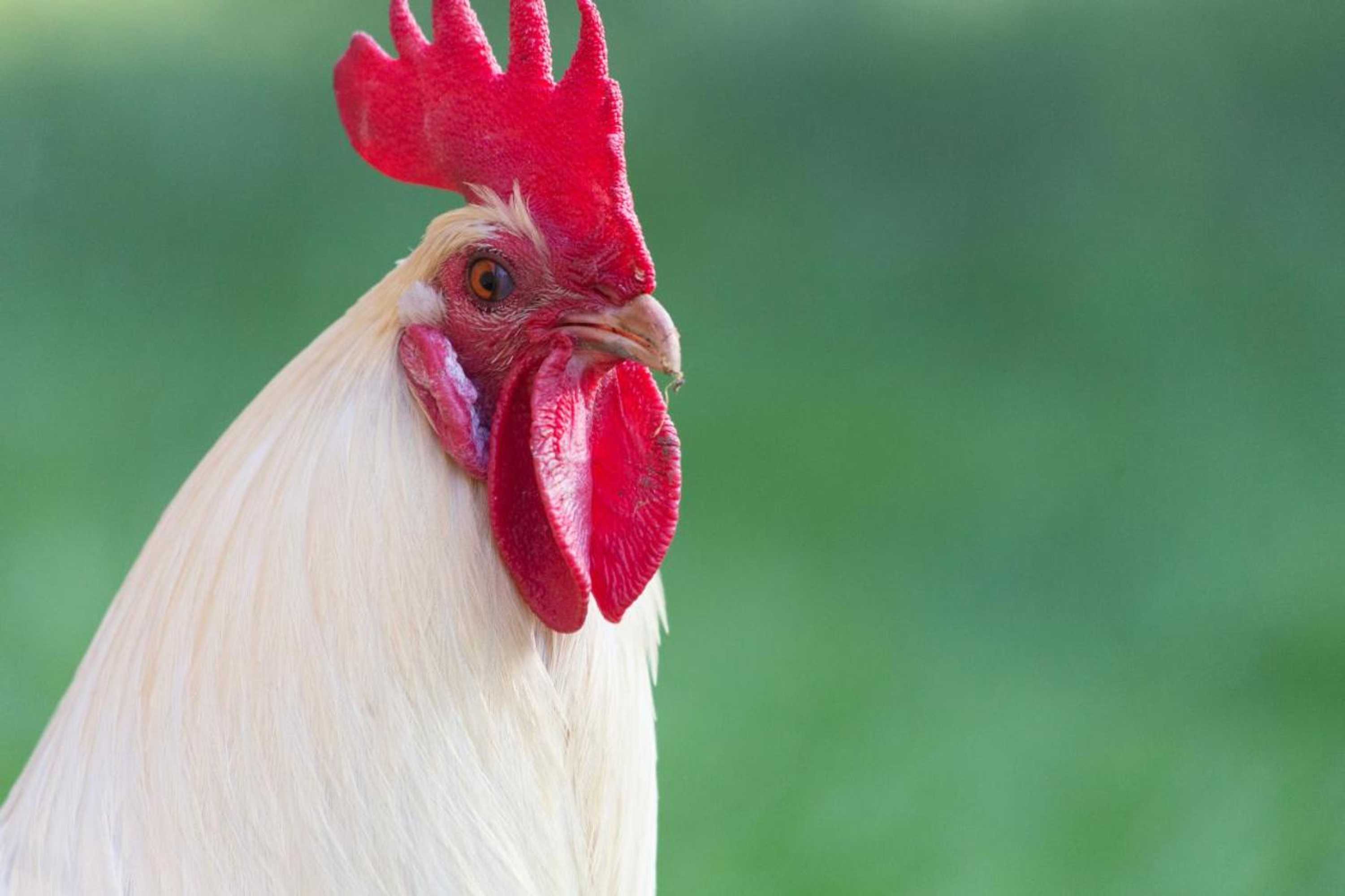 Gift card for Blier Herne