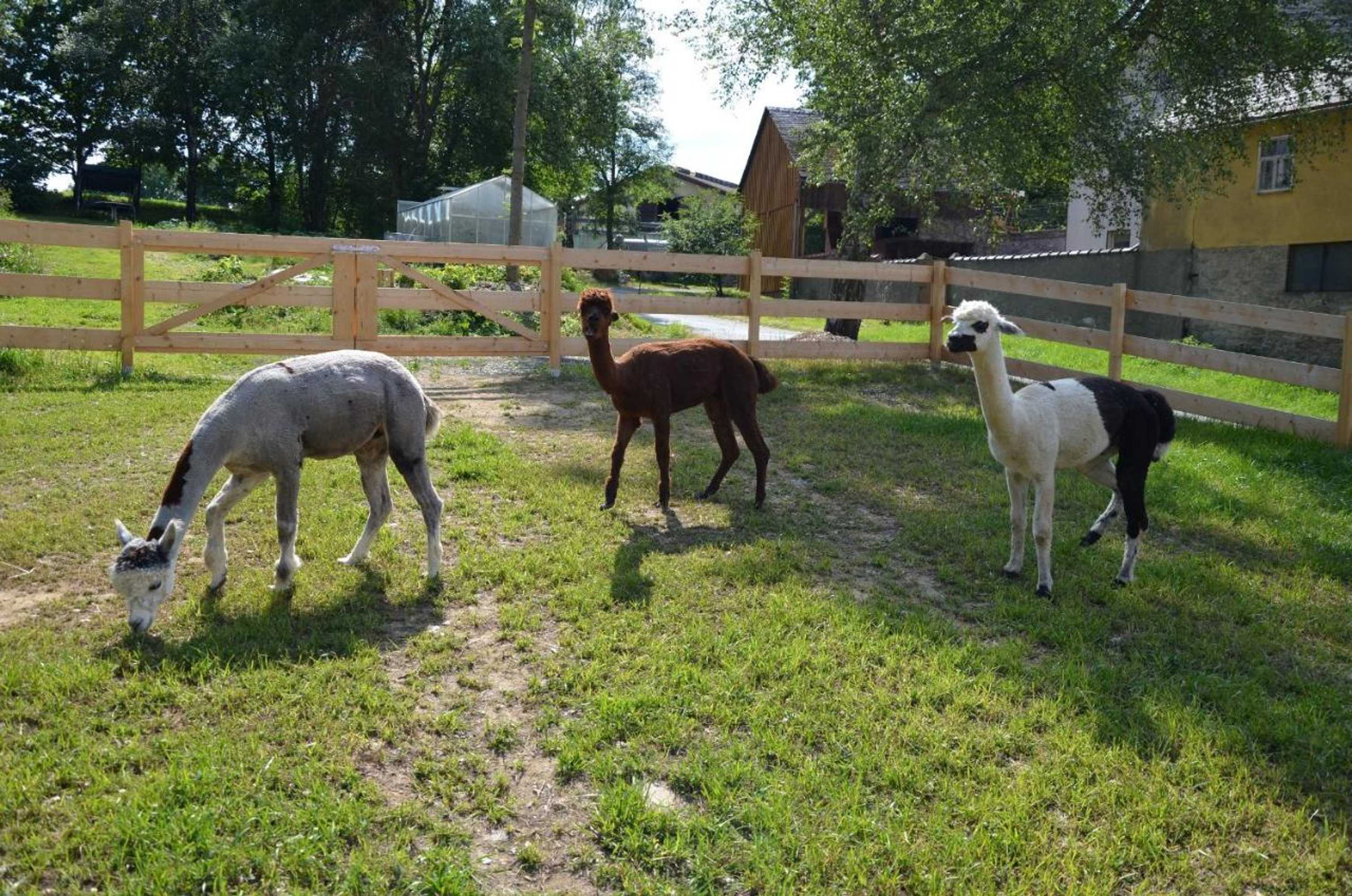 Gift card for Gasthof Walther And Pension