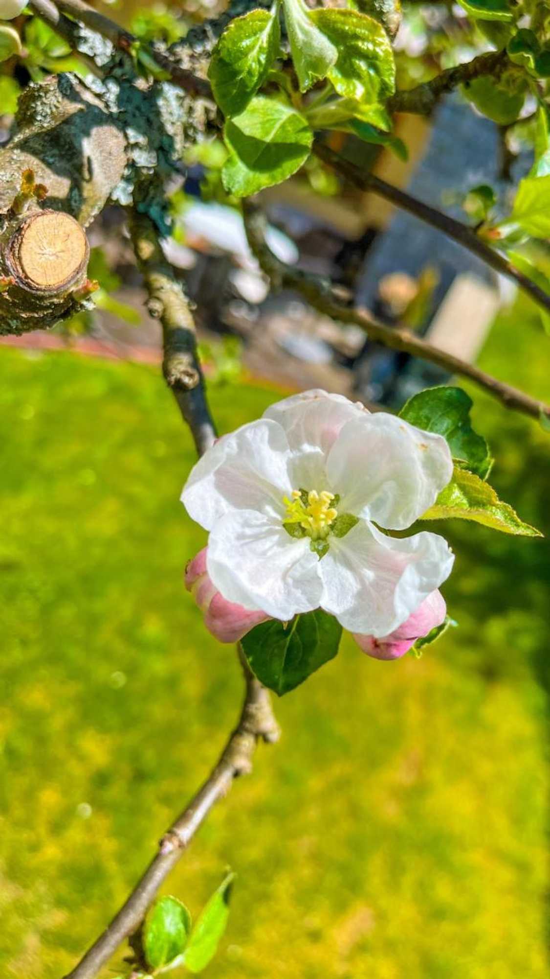 Gift card for Glashotel