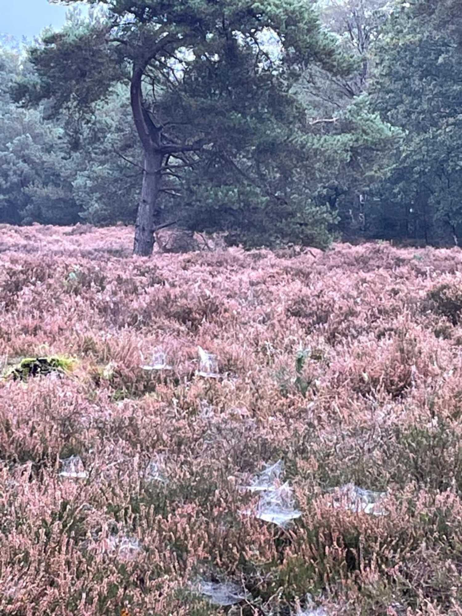 Gift card for De Gouden Wilg