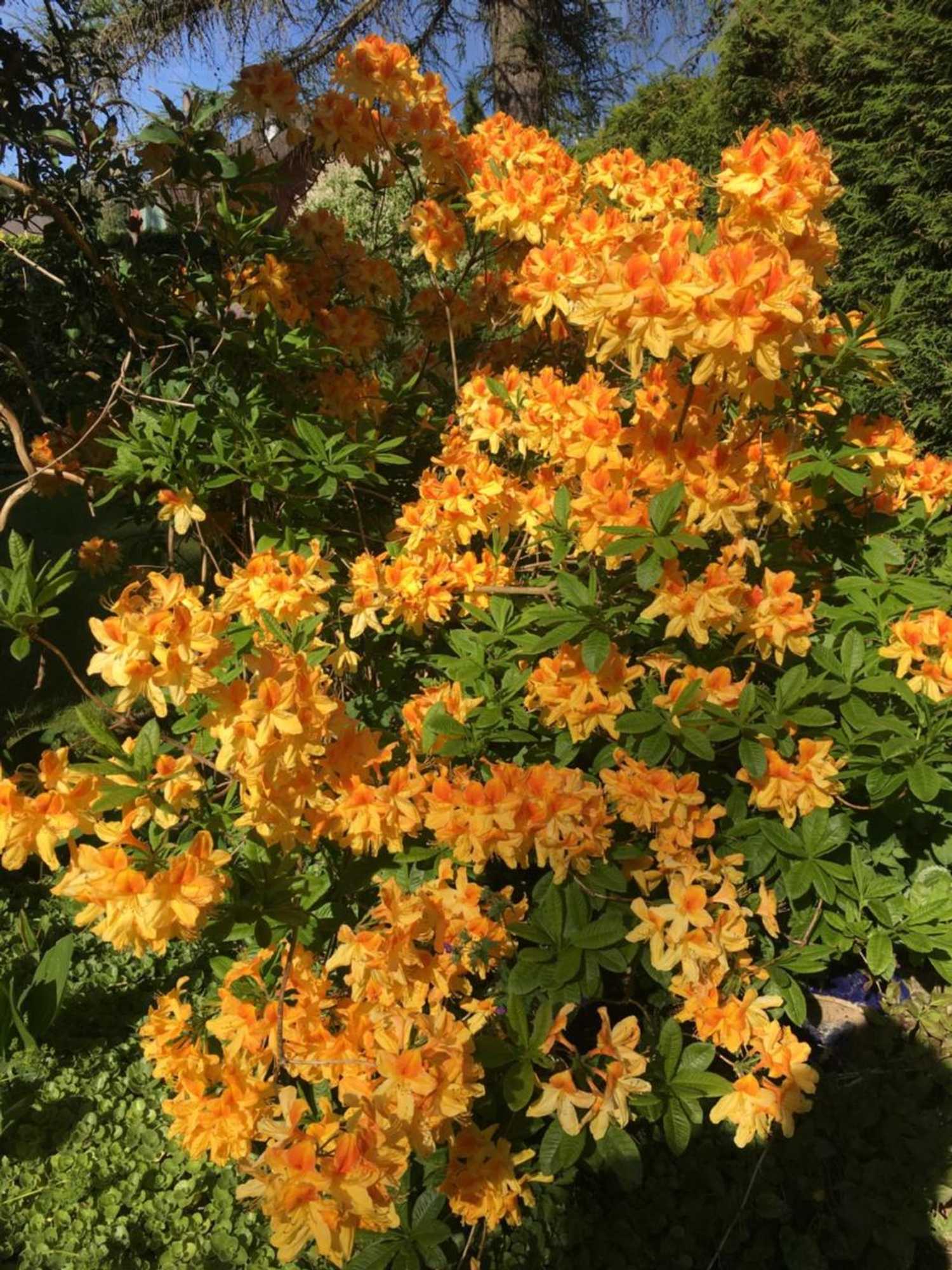 Gift card for Pension Roklan