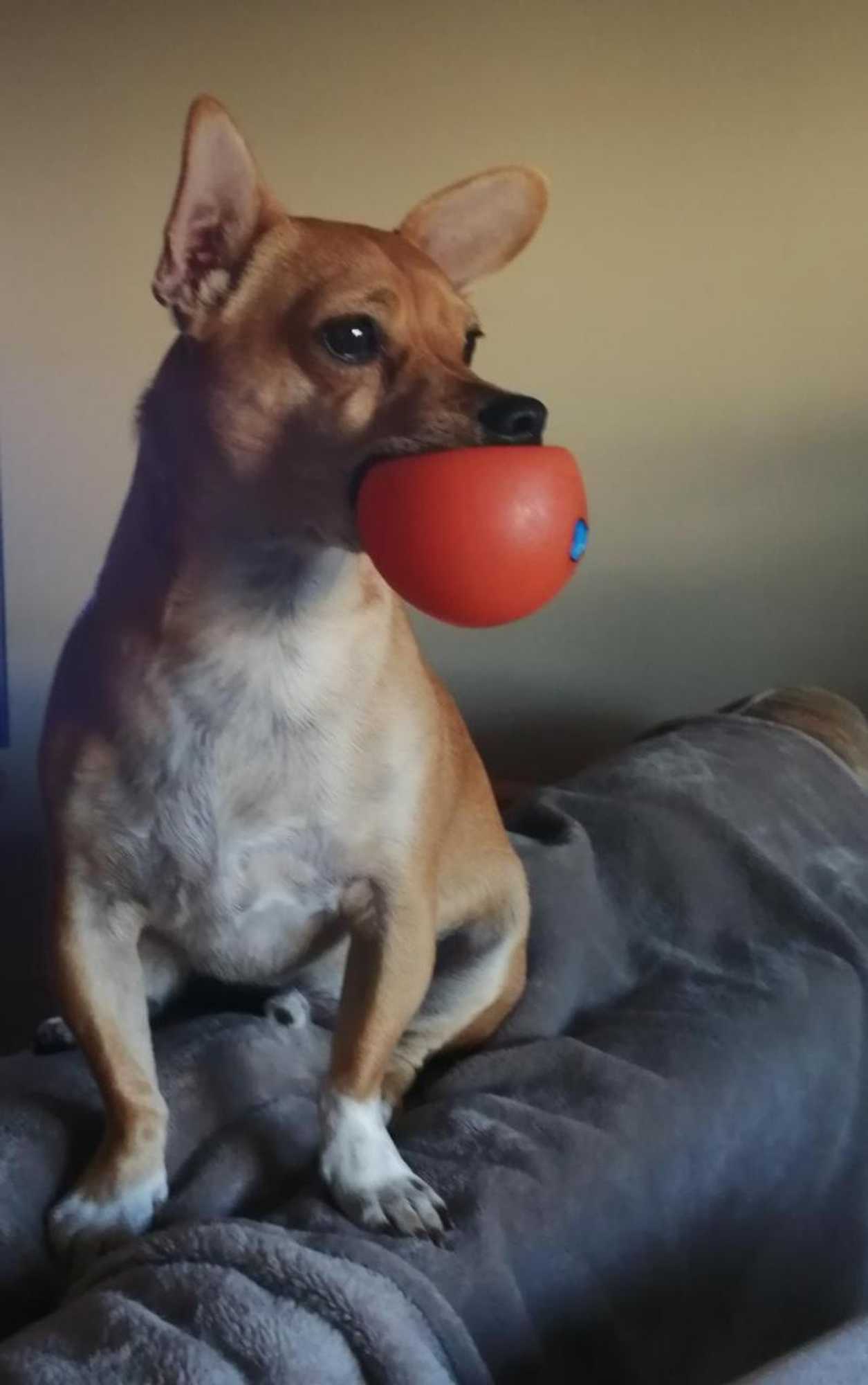 Gift card for Casa Dos Pingos de Mel