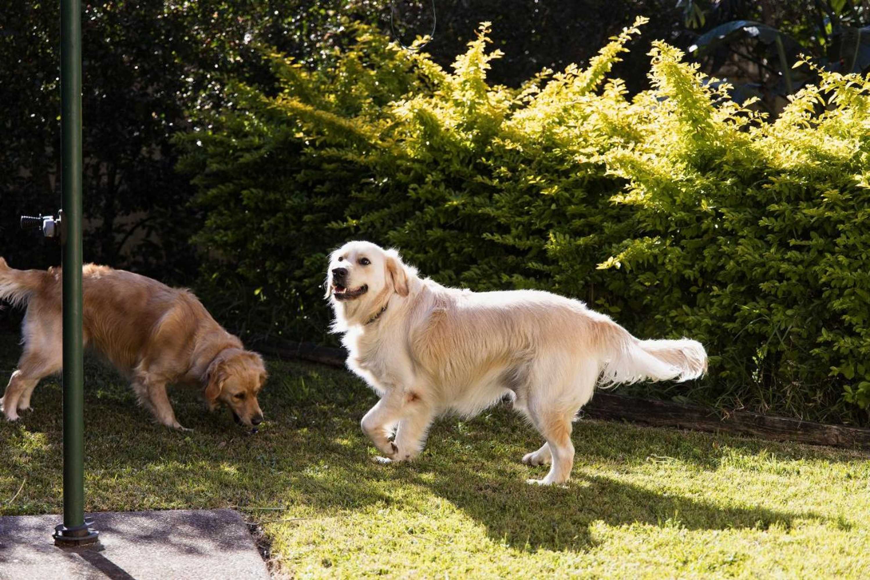 Gift card for Pawprints, 123 Bagnalls Beach Road