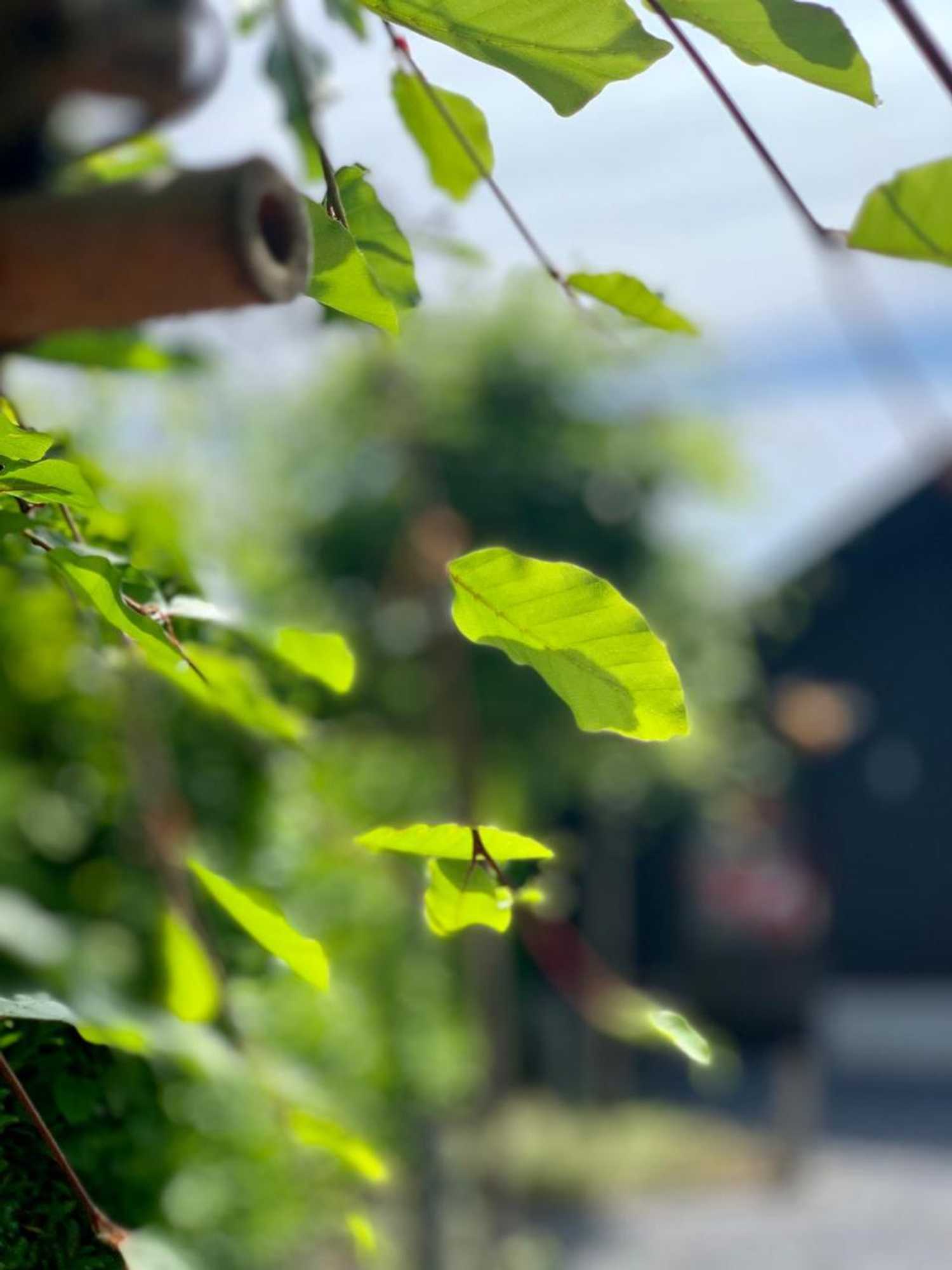 Gift card for Bed & Breakfast Karakter